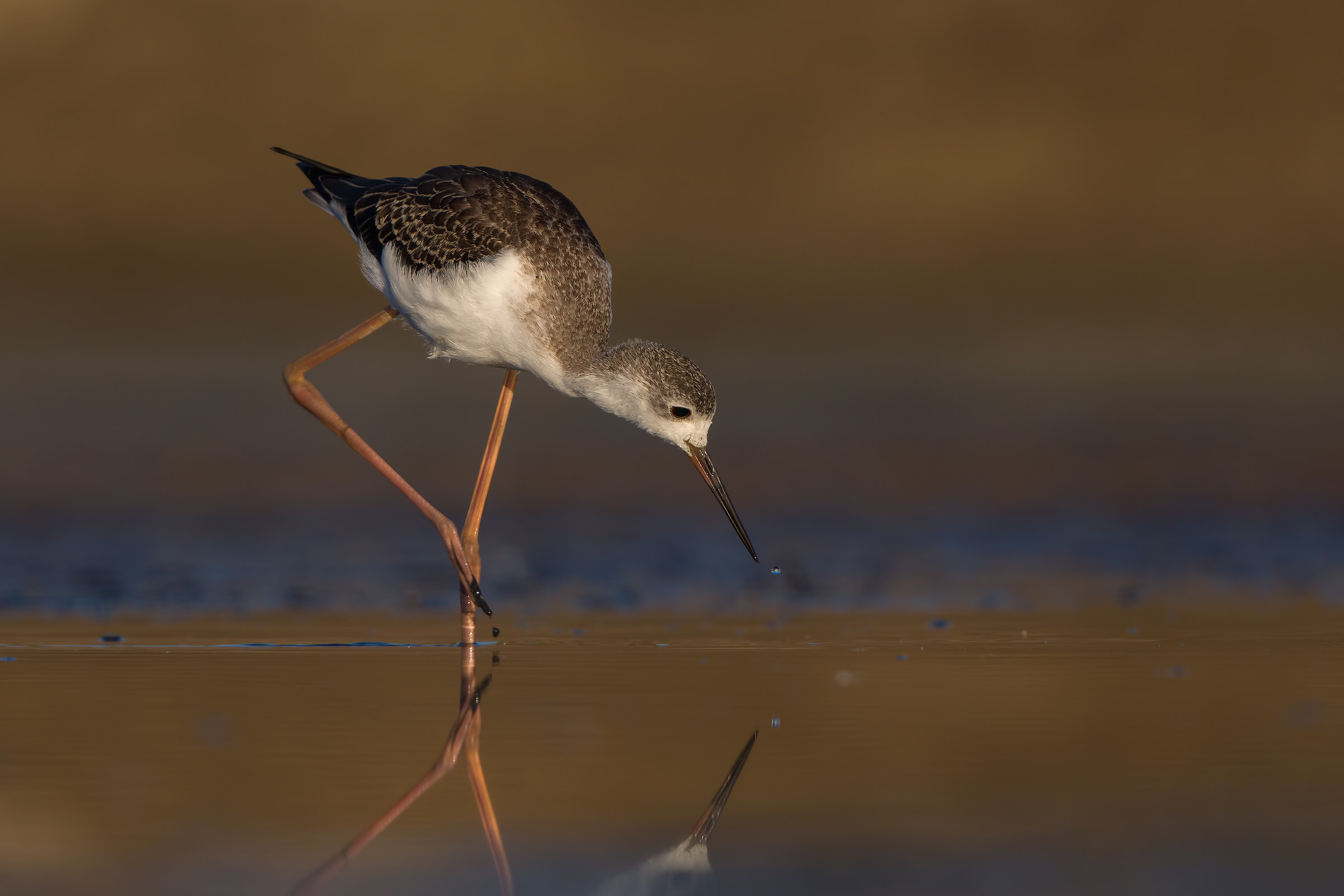 Cavaliere d' Italia juv