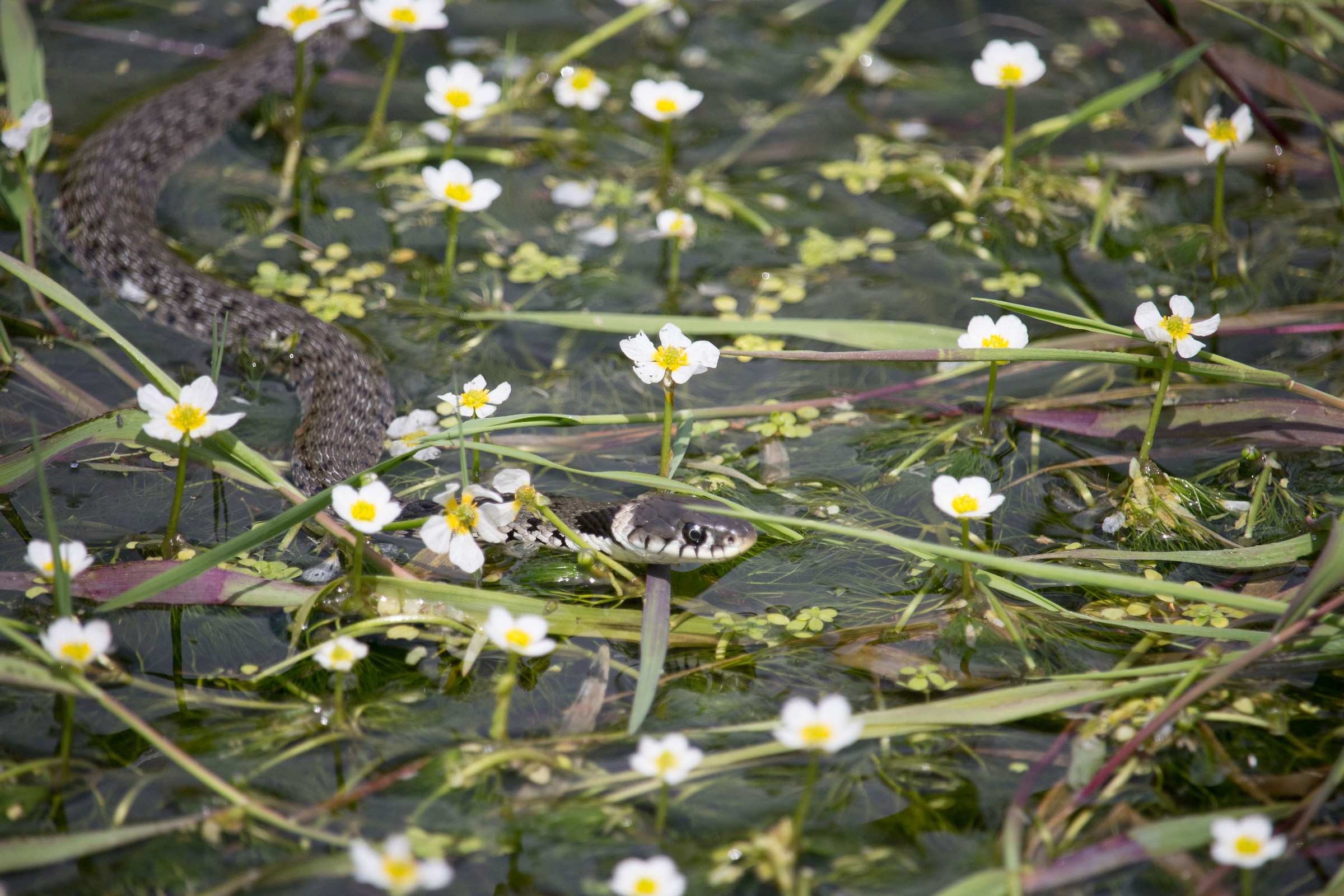 unaPasseggiataNelLaghetto ...