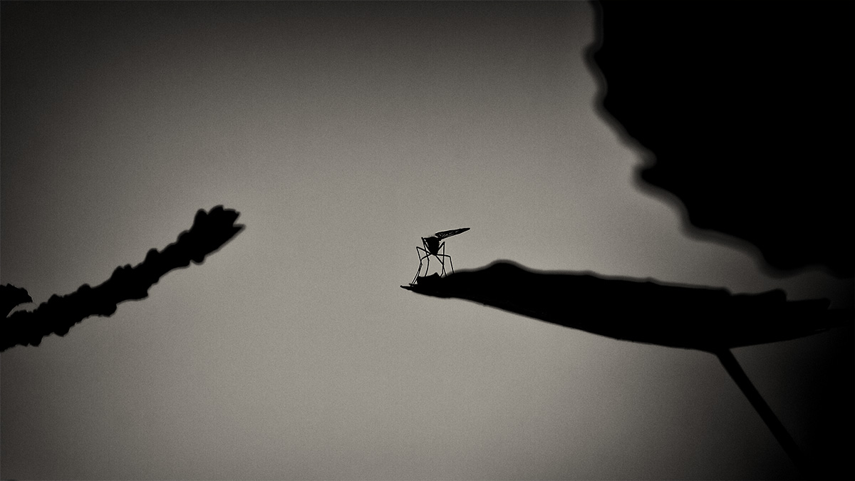 The one-winged mosquito