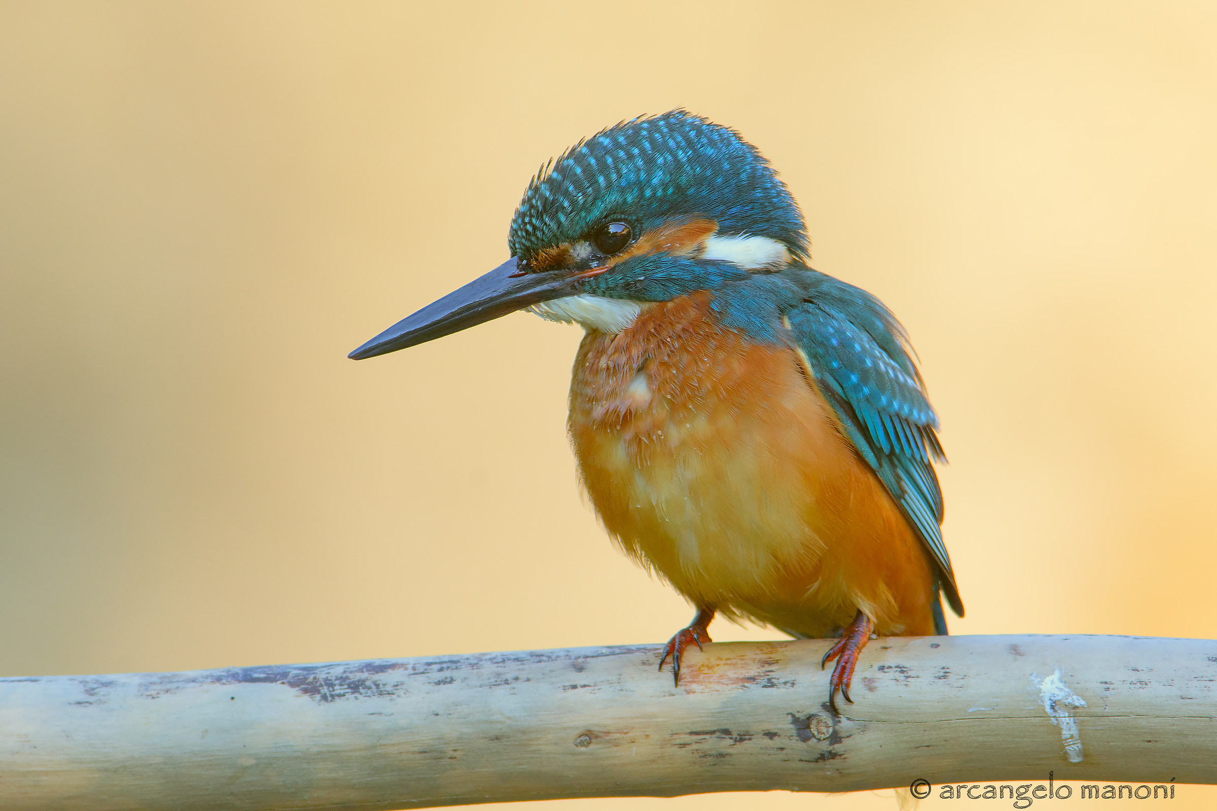 Il guardiano del sole