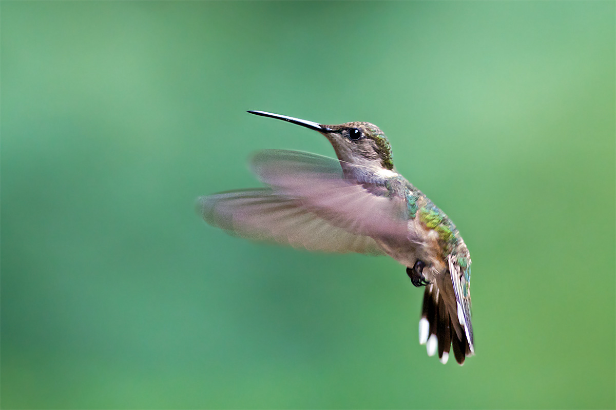 Maschio Ruby-Throated Hummingbird
