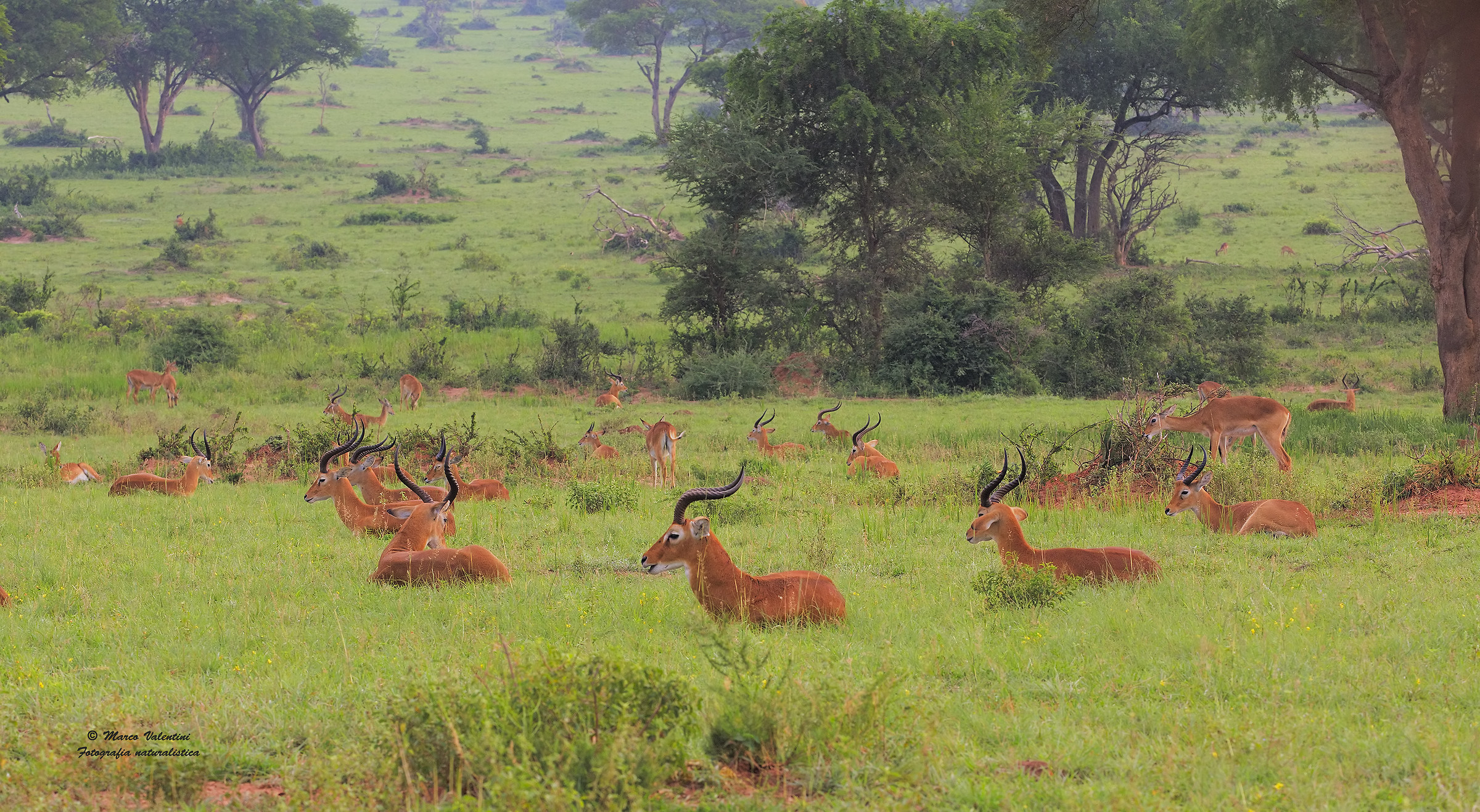 Il giardino dell'Eden