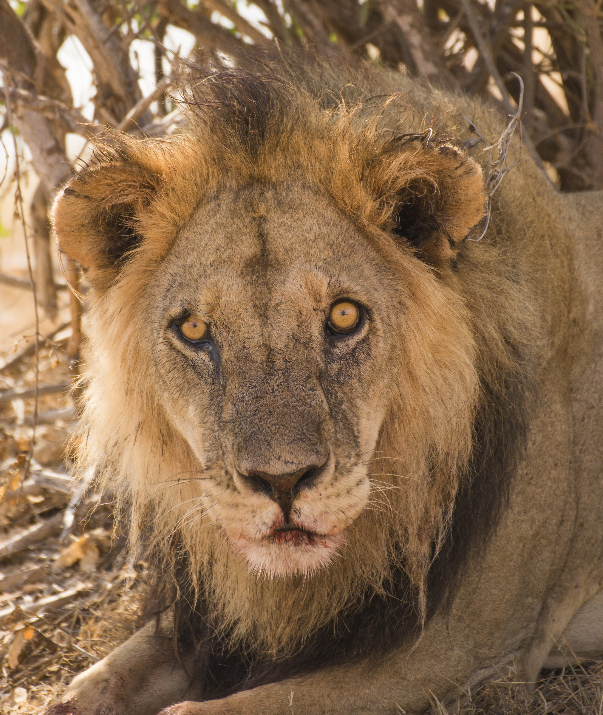 the king of the savannah