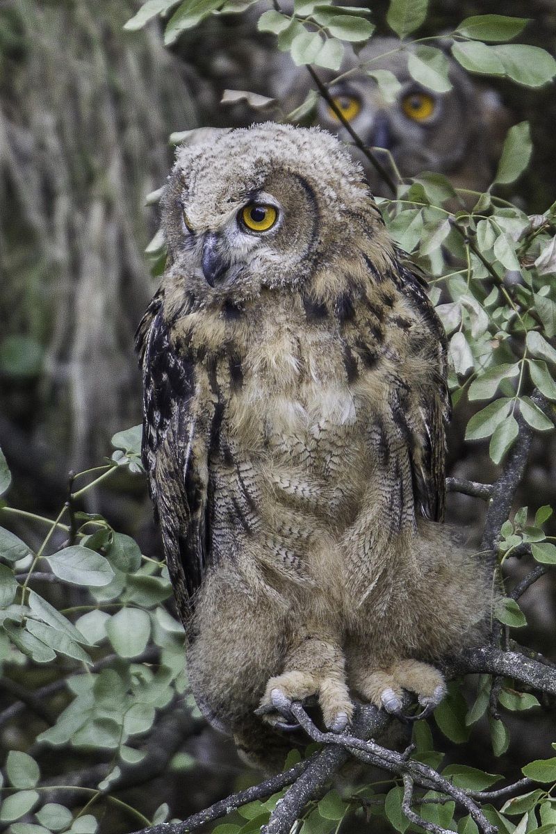 Attenti a quei due...