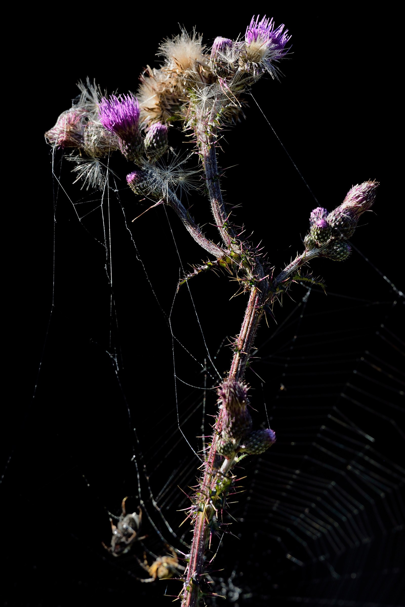 Walking in the woods ...