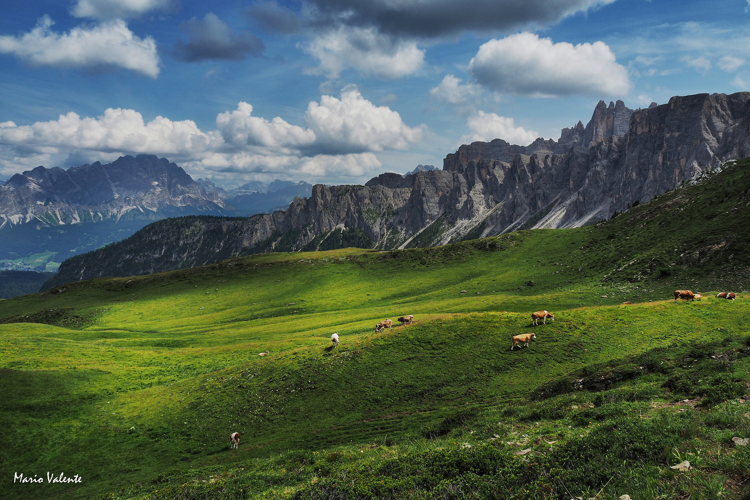 Chiari e scuri sul pascolo