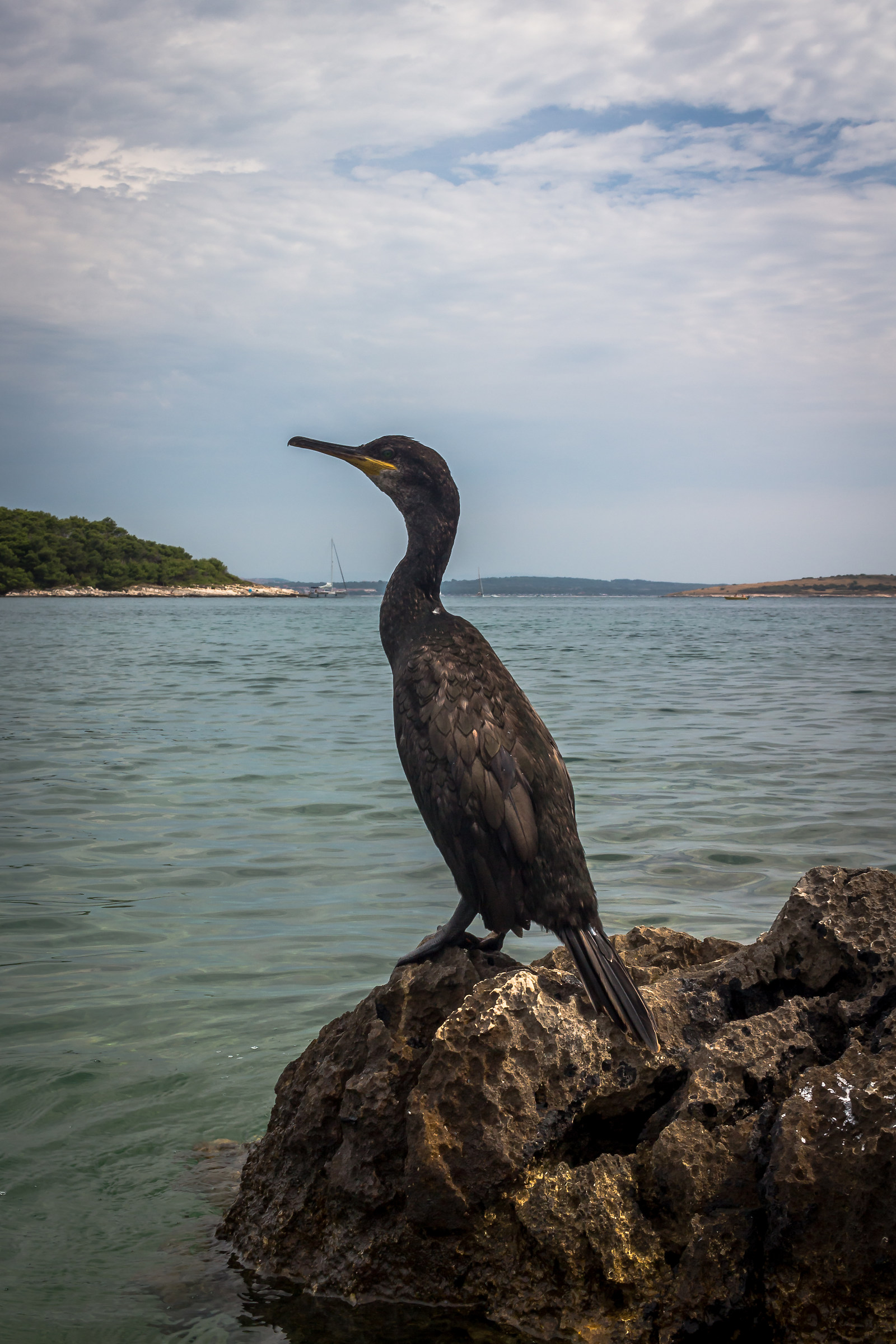 Parco Kamenjak - Cormorano in posa