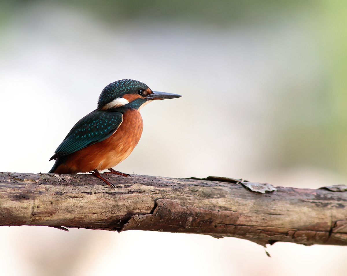Kingfisher