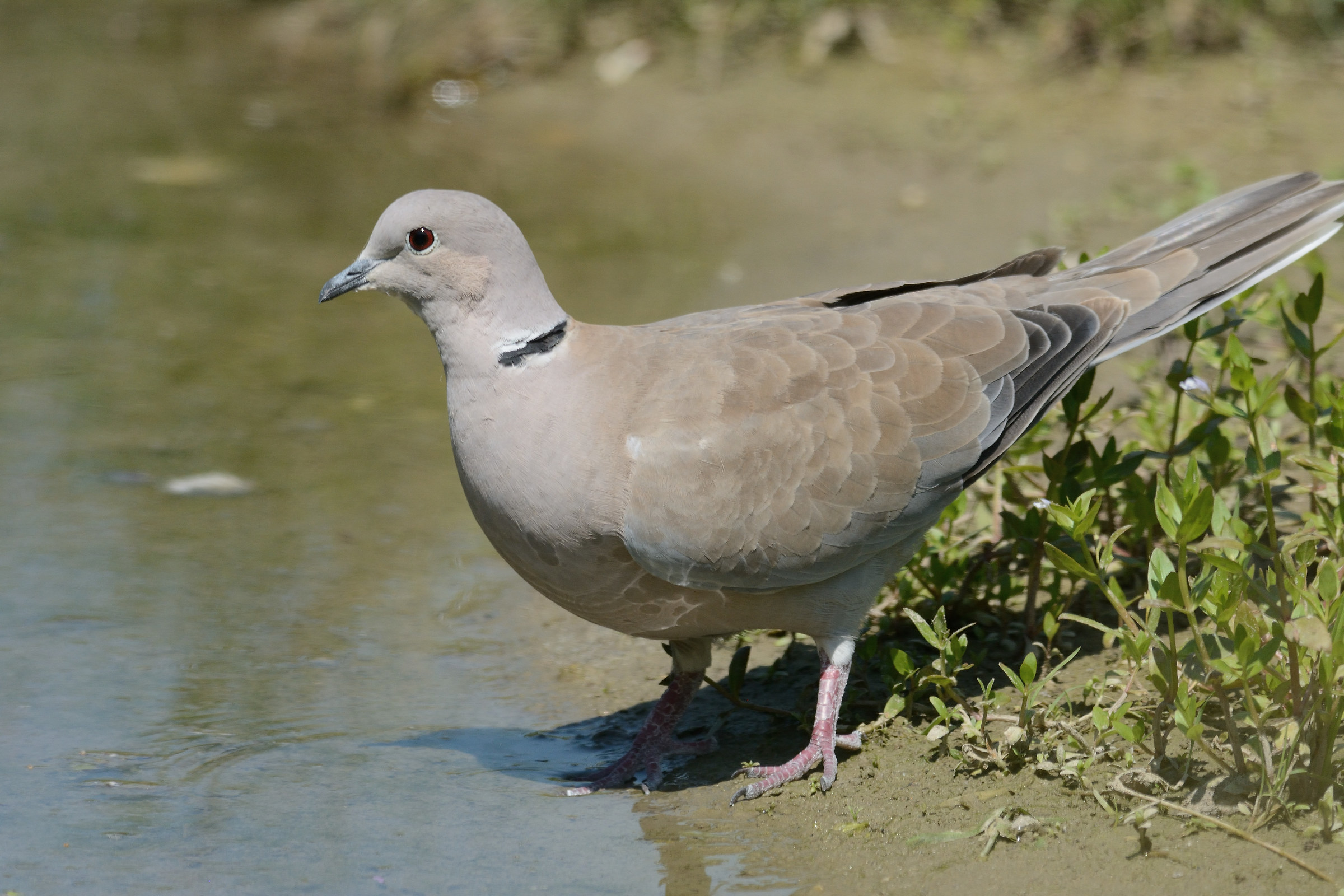 centro cicogne e anatidi racconigi