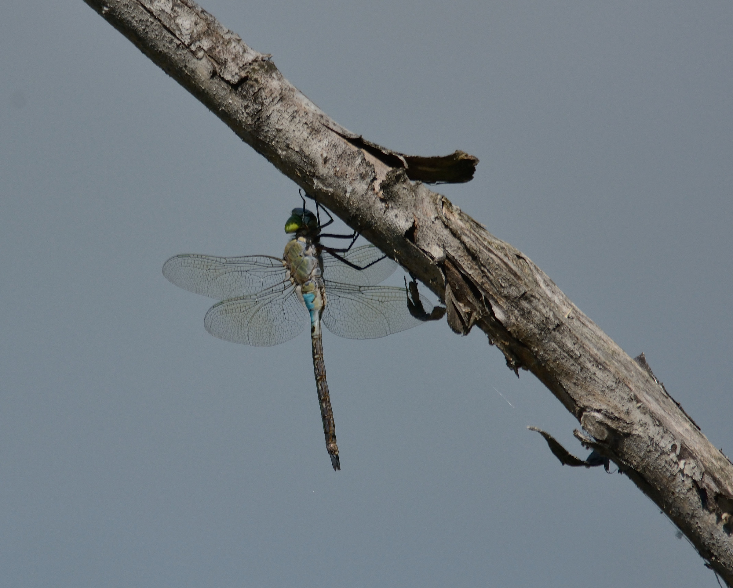 centro cicogne e anatidi racconigi