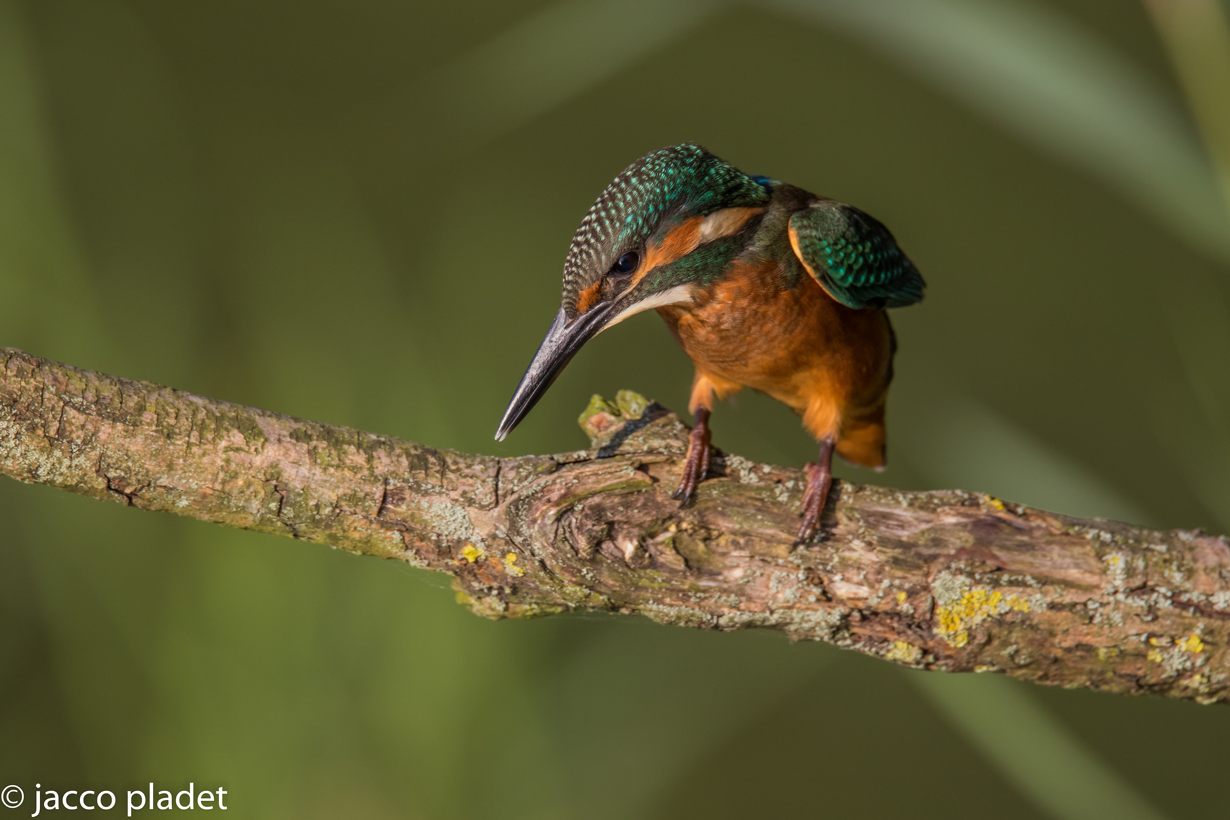 kingfisher