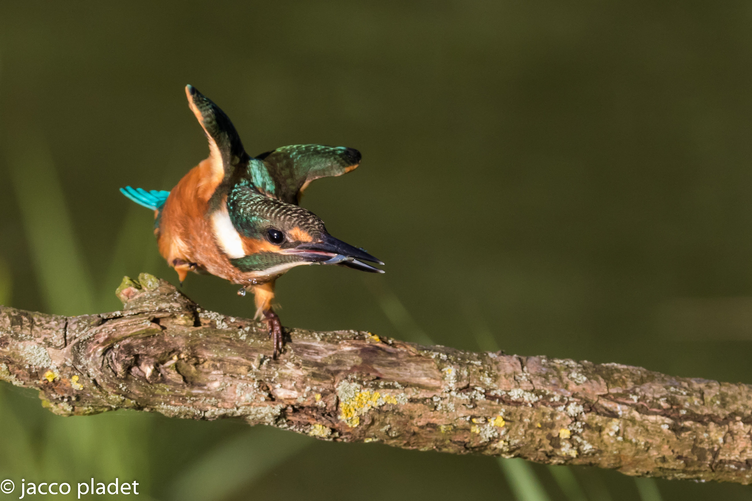 kingfisher