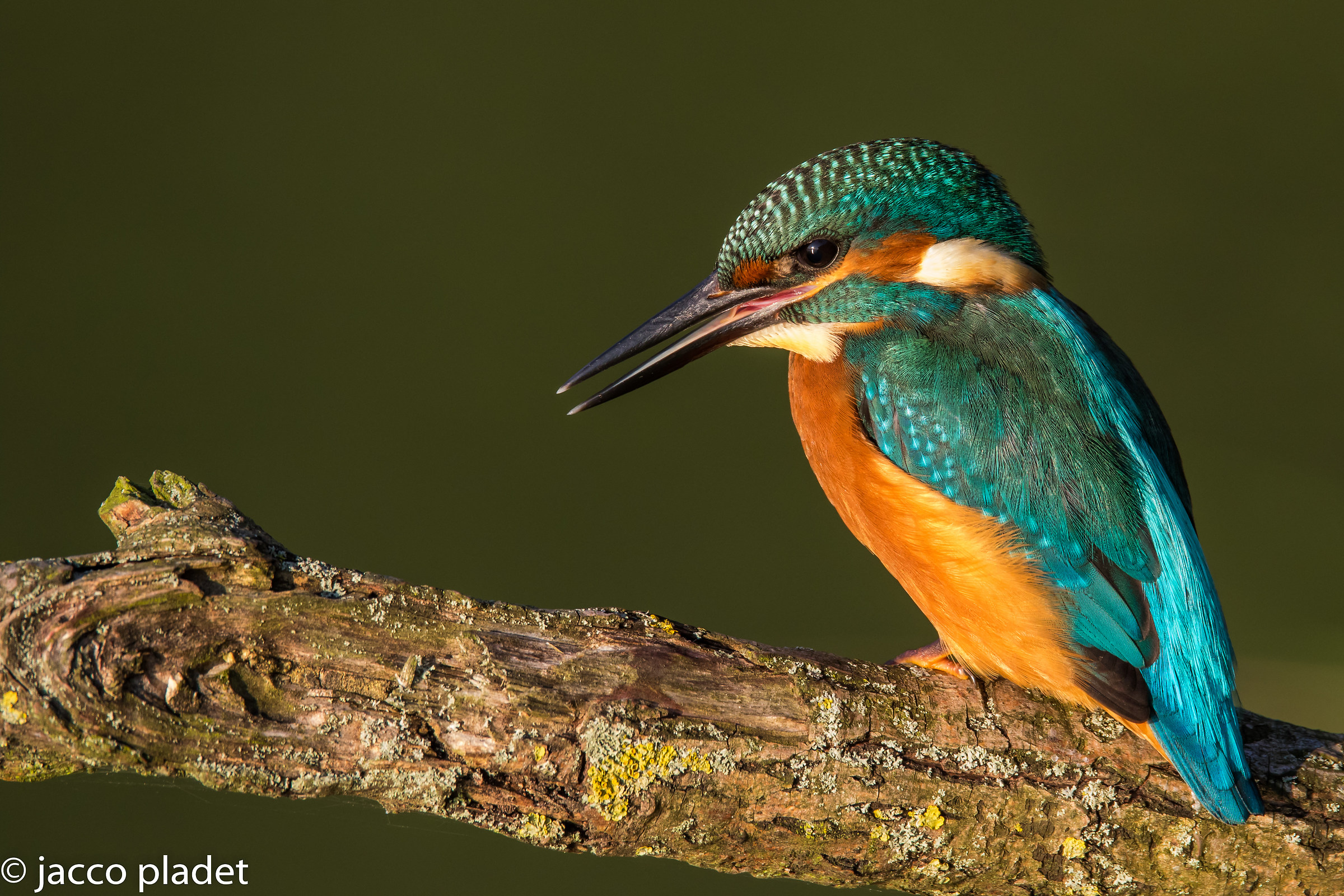 kingfisher