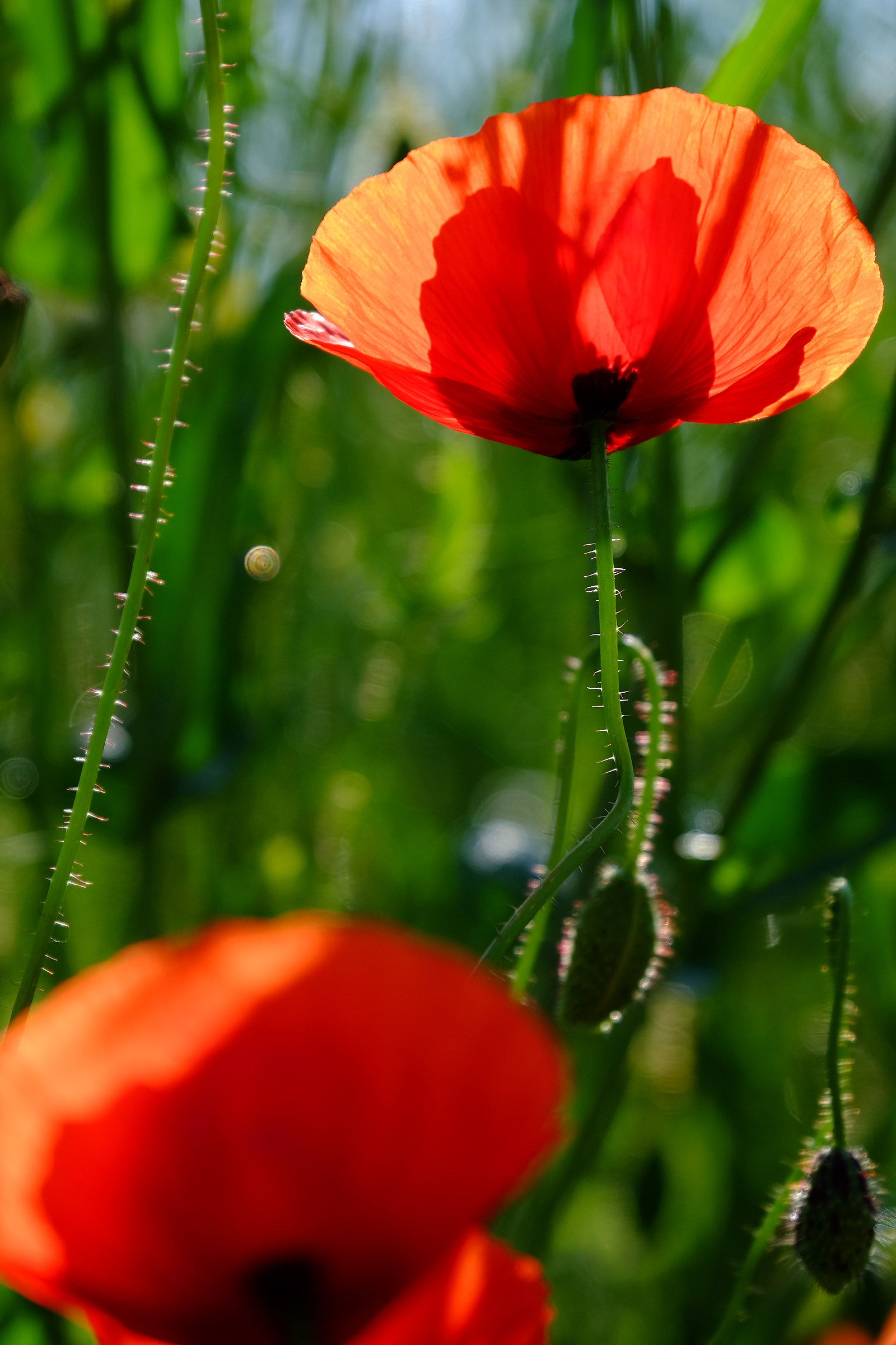 poppies