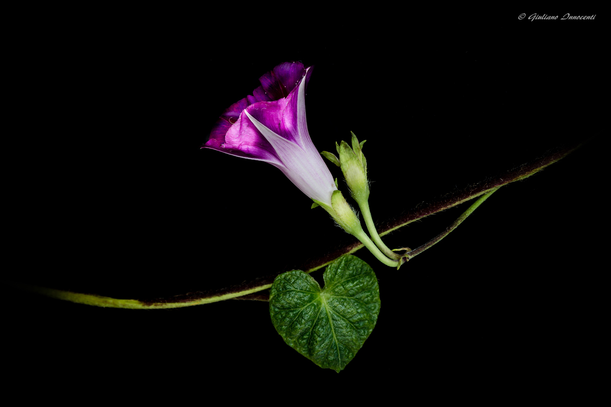 Ipomoea (campanella viola rampicante)