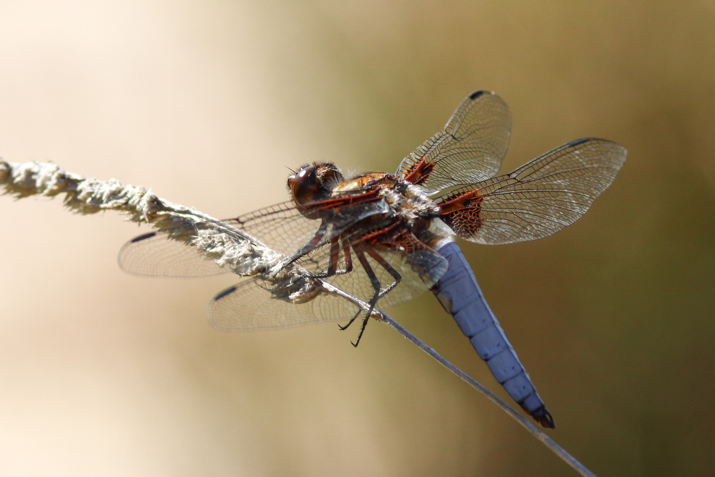 Blue Dragonfly on Branch