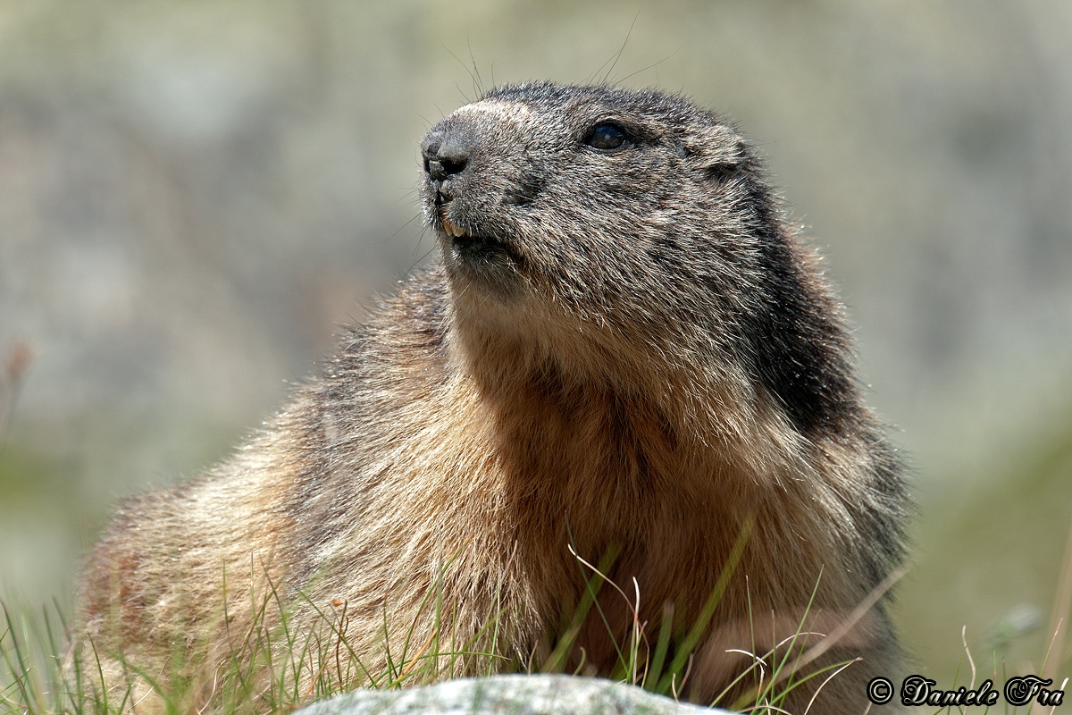 Marmot