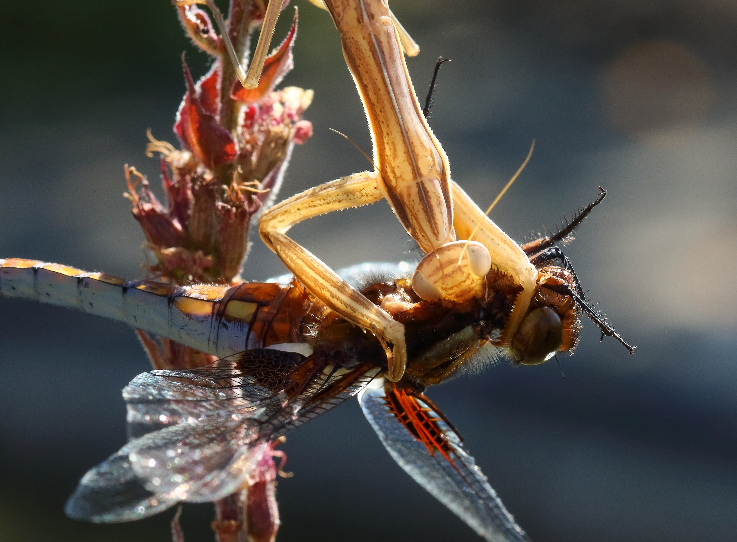 Decapitazione2a start
