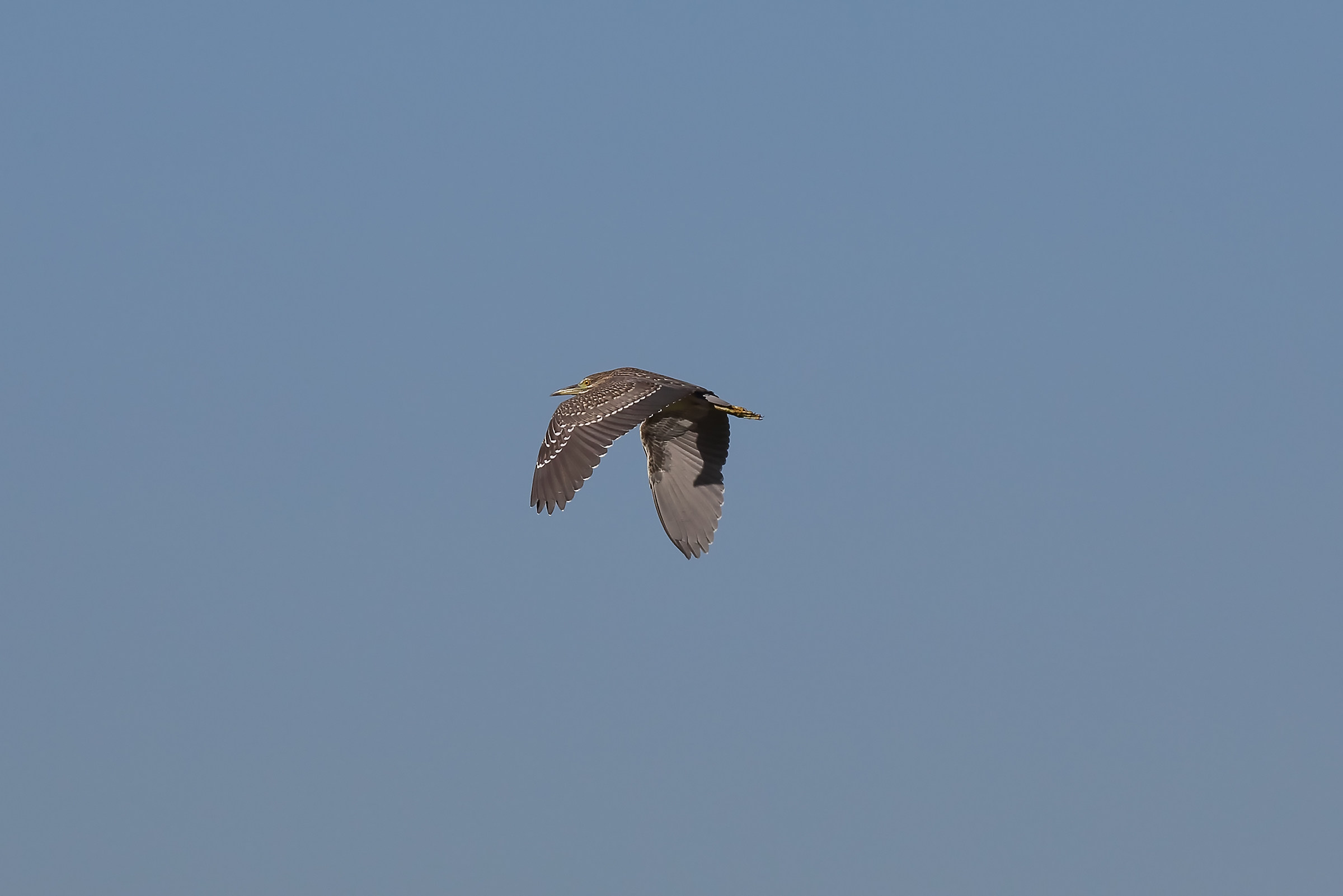 In flight (young Night Heron)