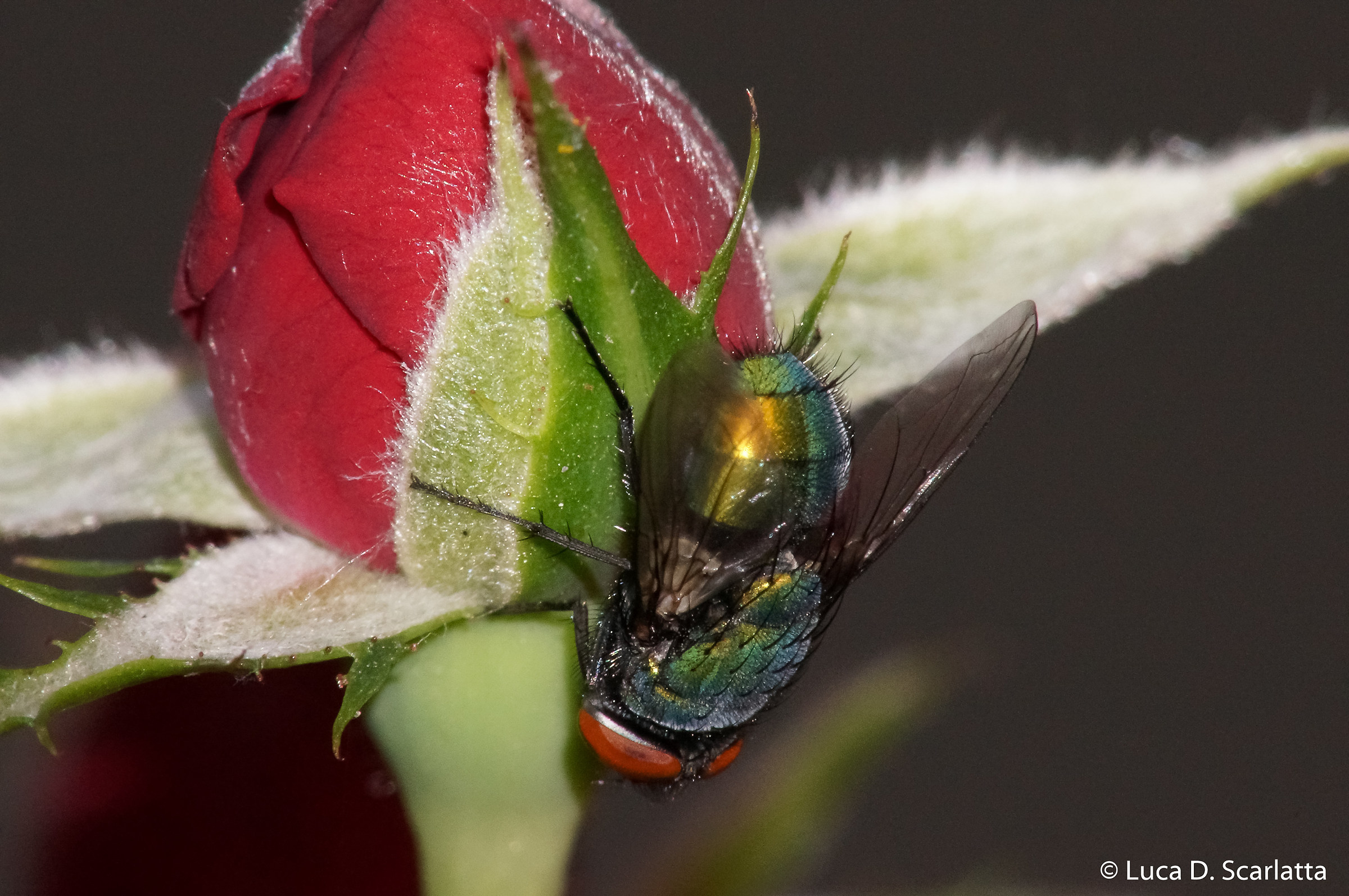 Red roses for you ....