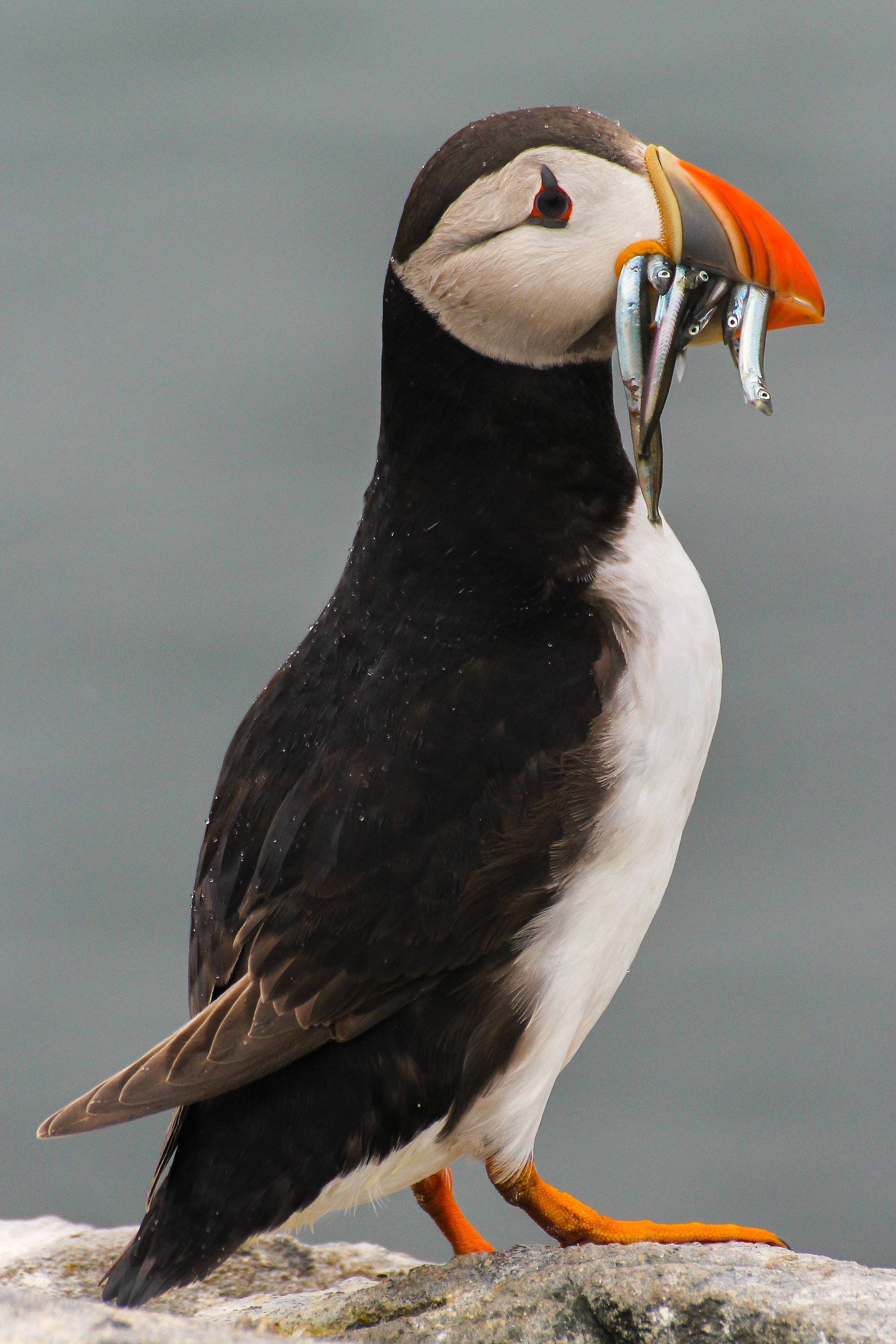 Puffin