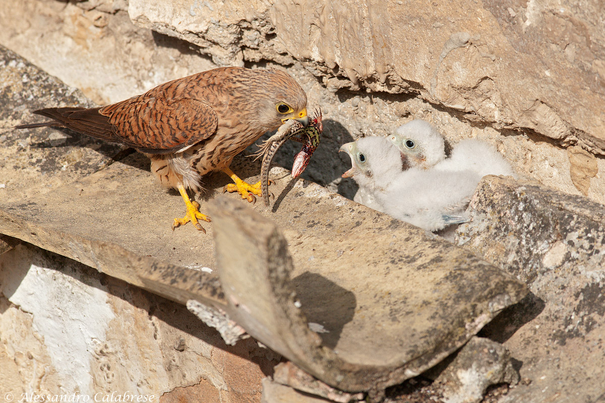 Ritorno al nido con preda