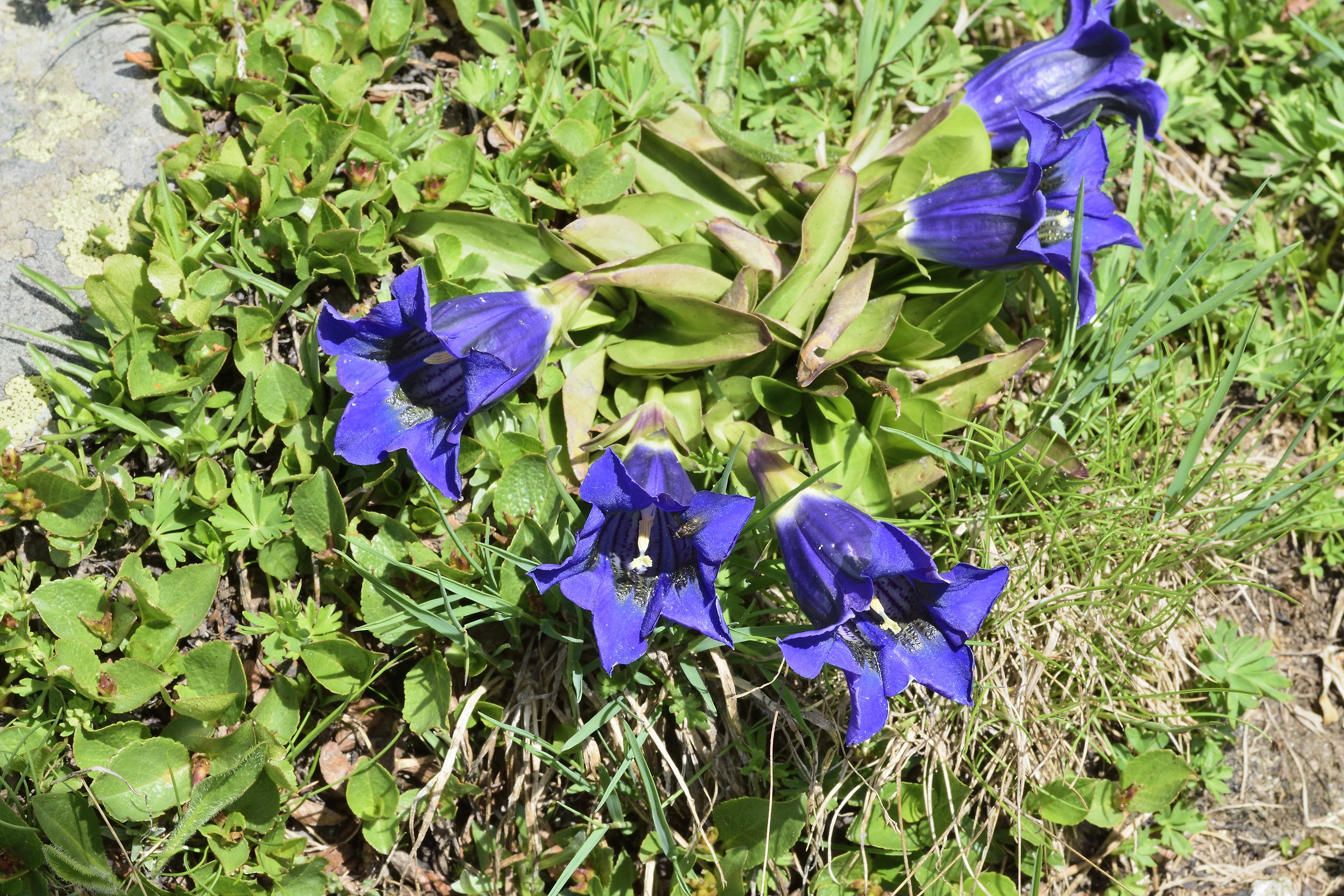 gentians