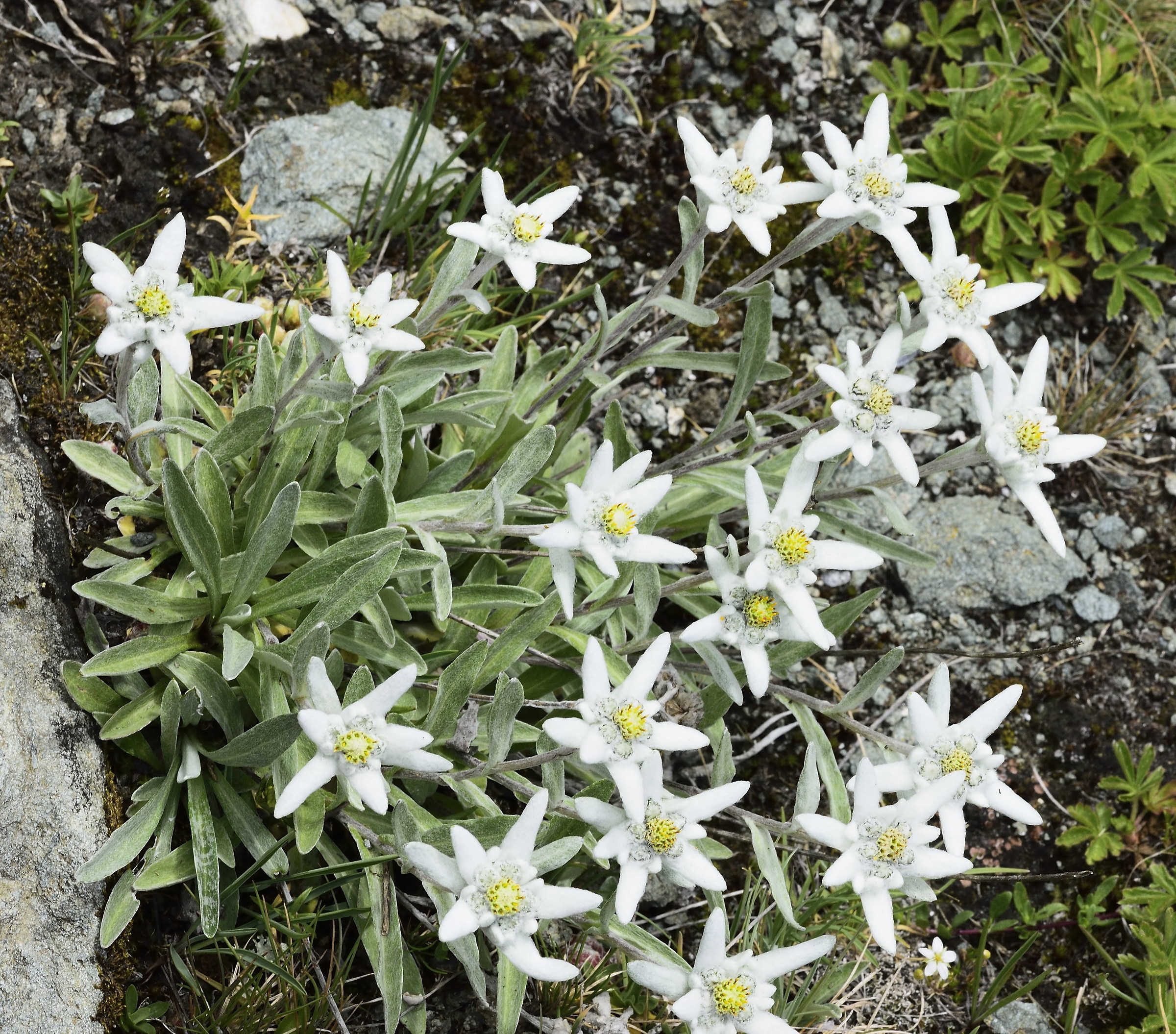 edelweiss