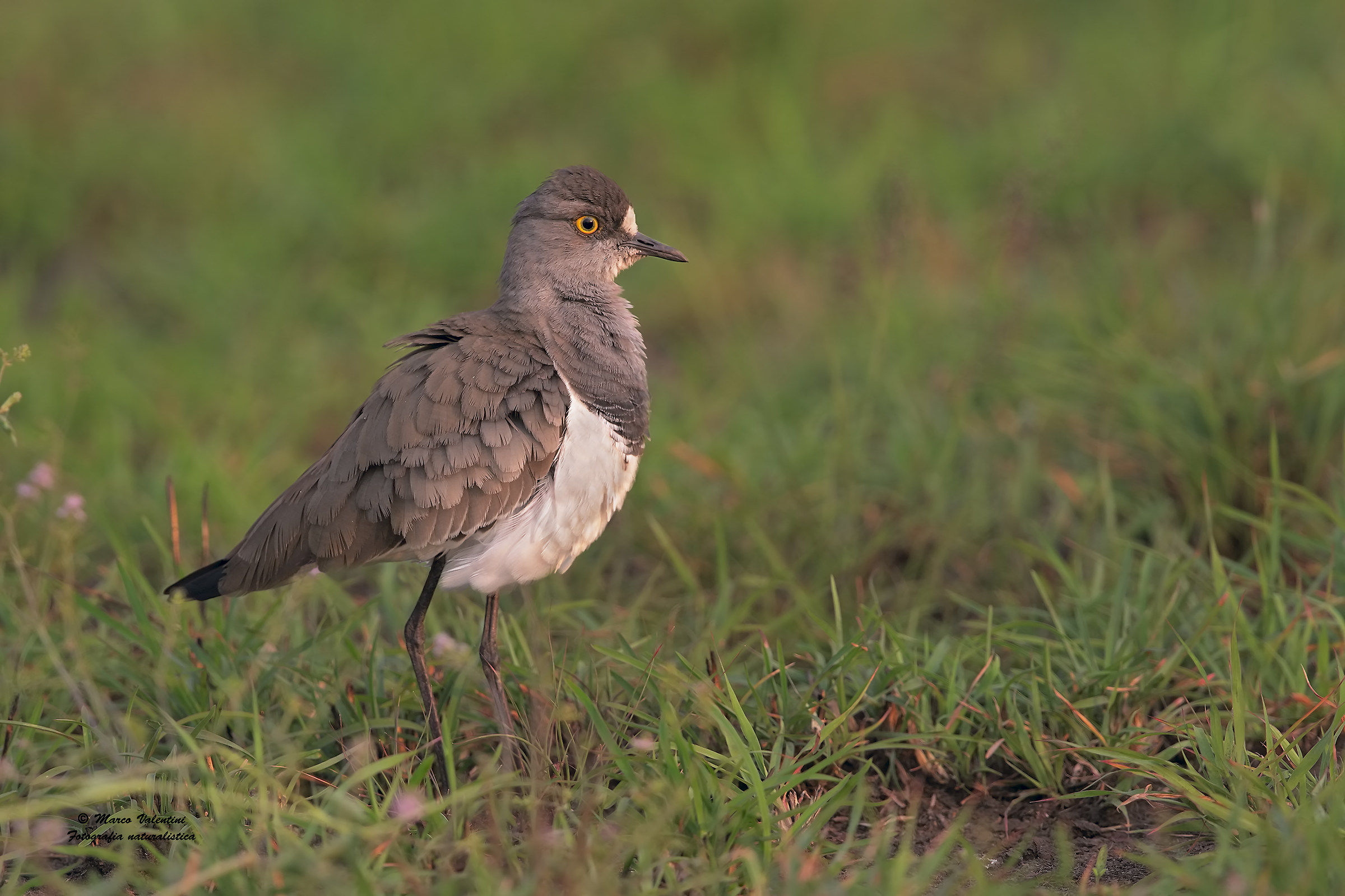 lapwing ruffled