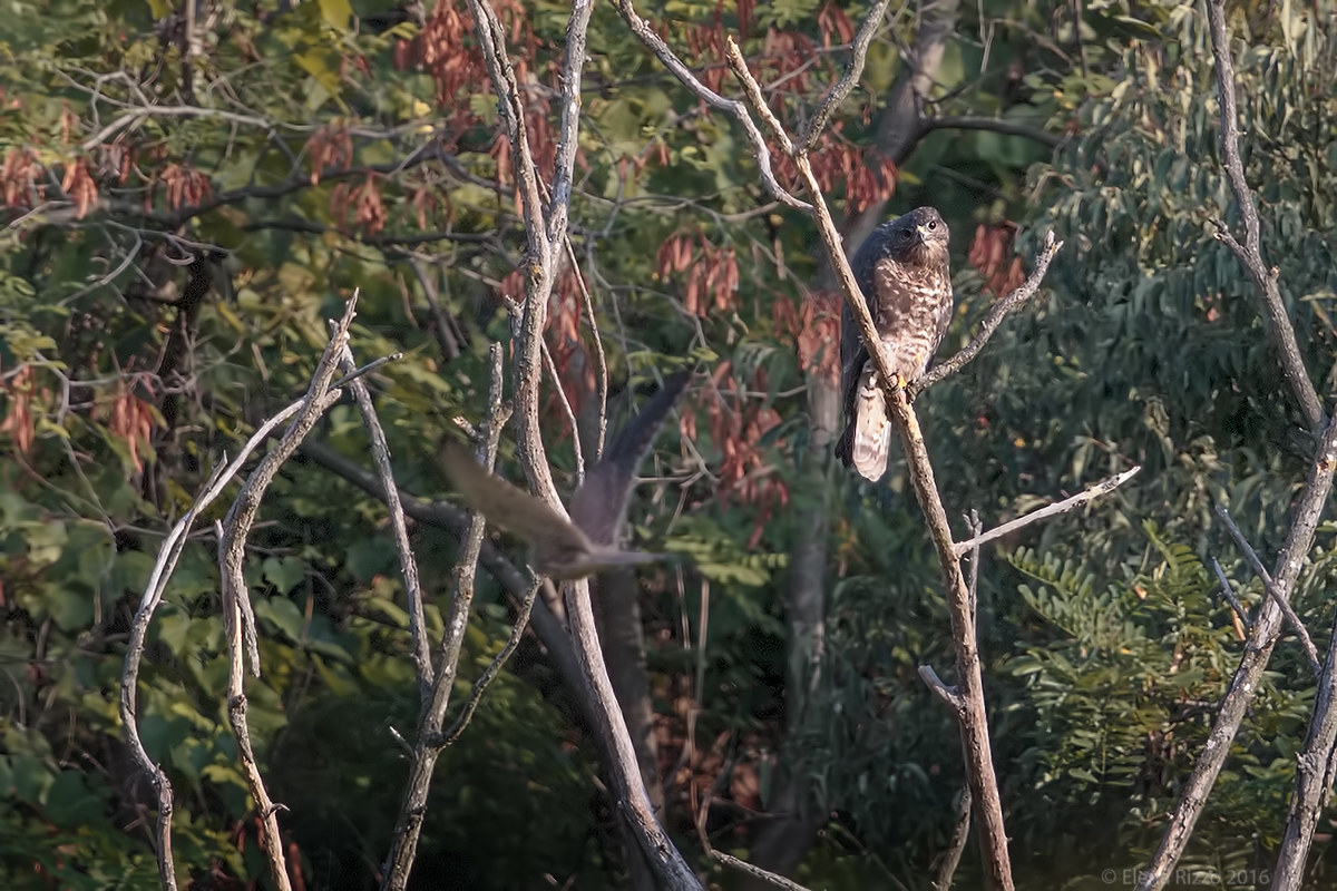 Poiana osserva gheppio passare