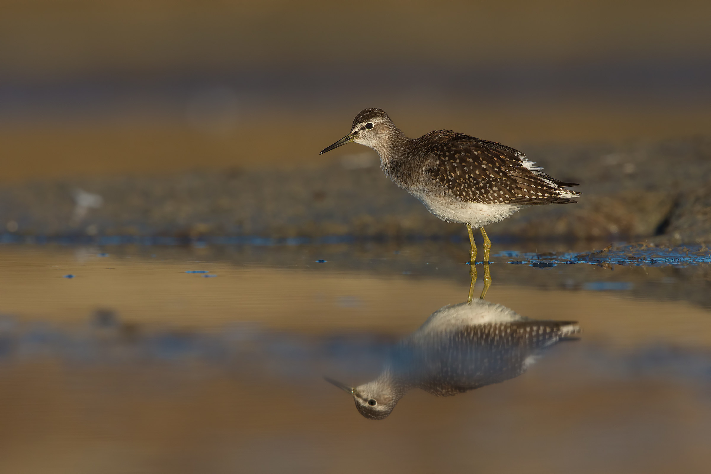 Piro piro boschereccio