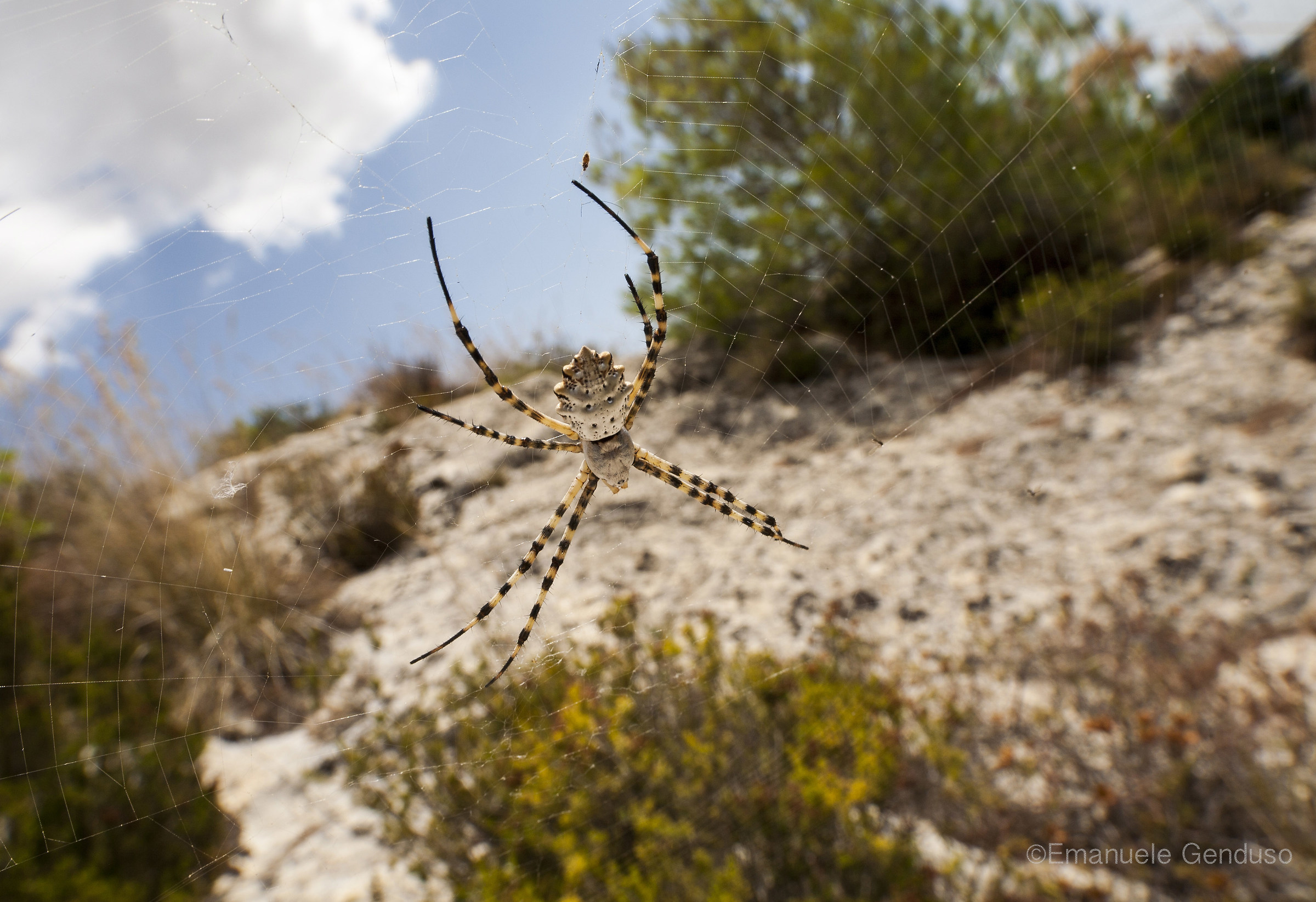 Argiope lobata