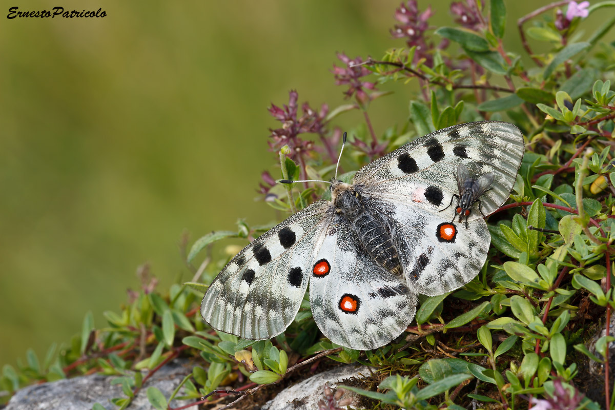 Parnassius apollo