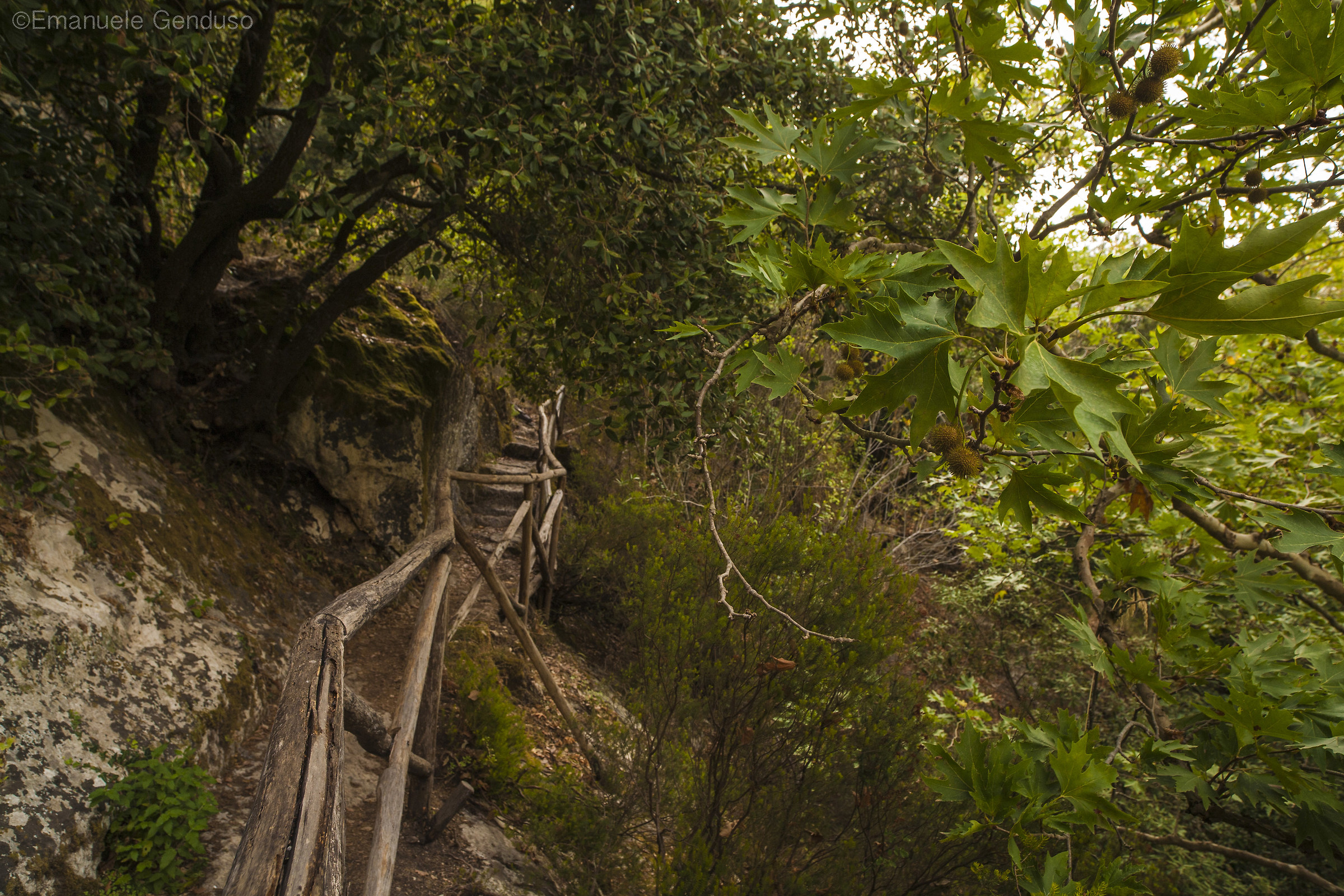 Plane trees of Cassibile
