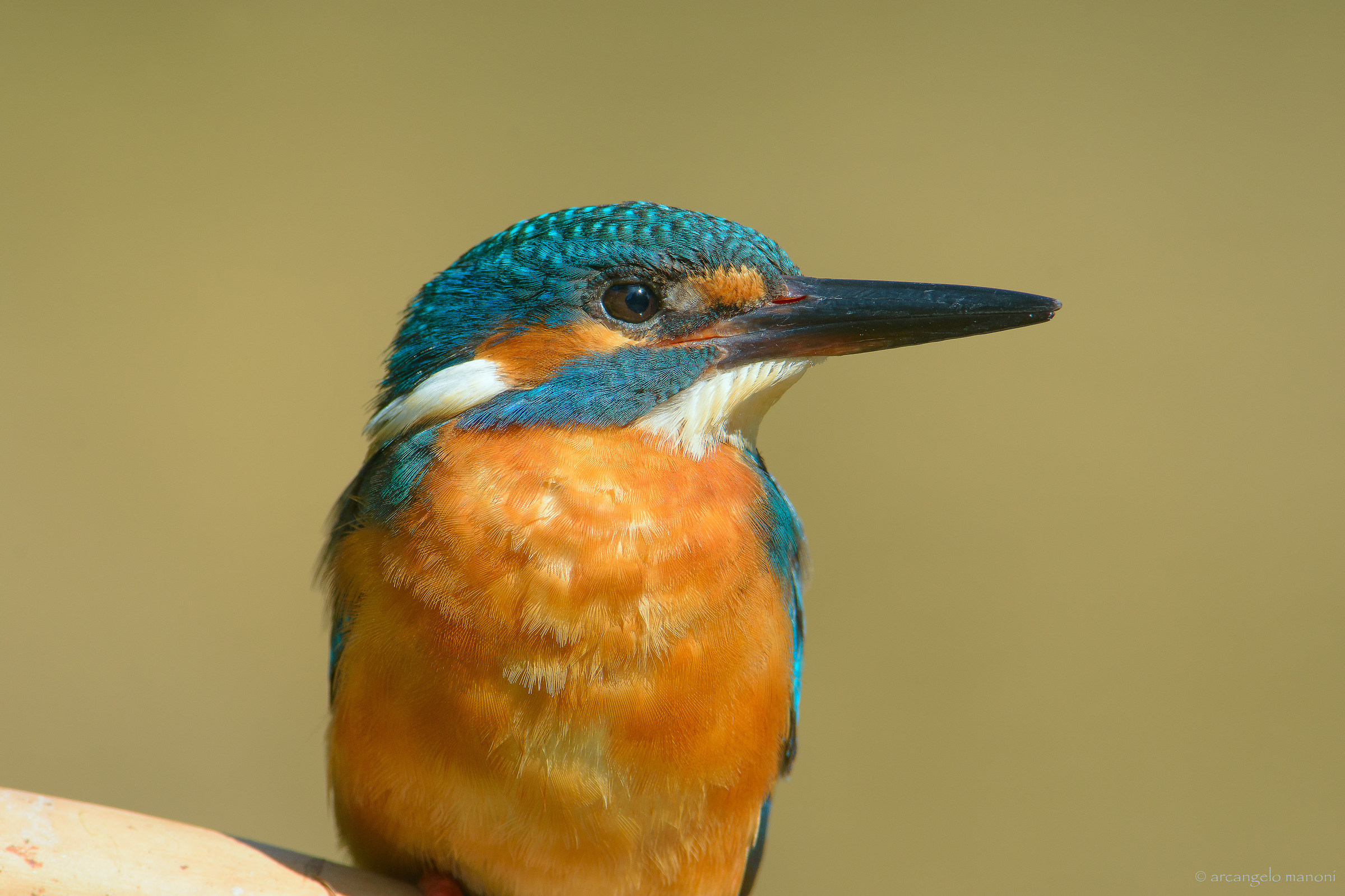 Primo piano allo ''spuntato''