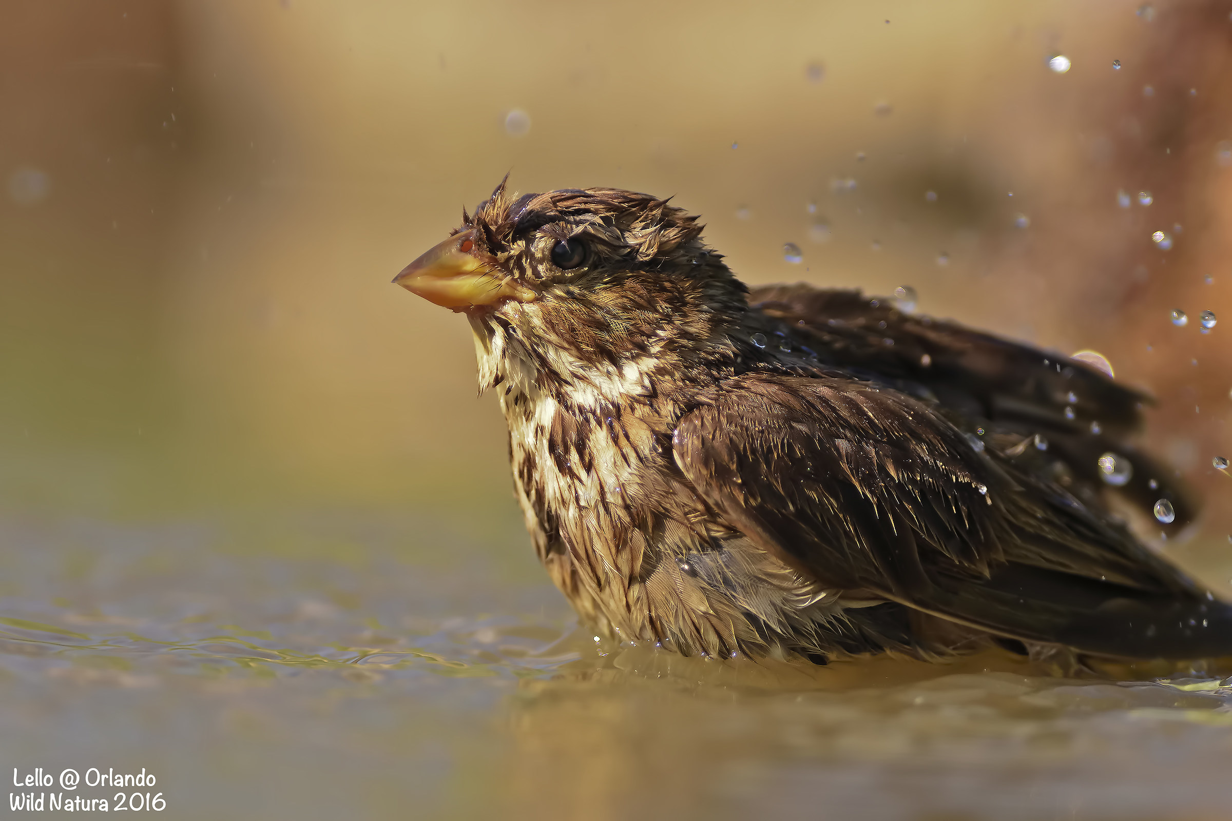 Strillozzo! Al Fresco