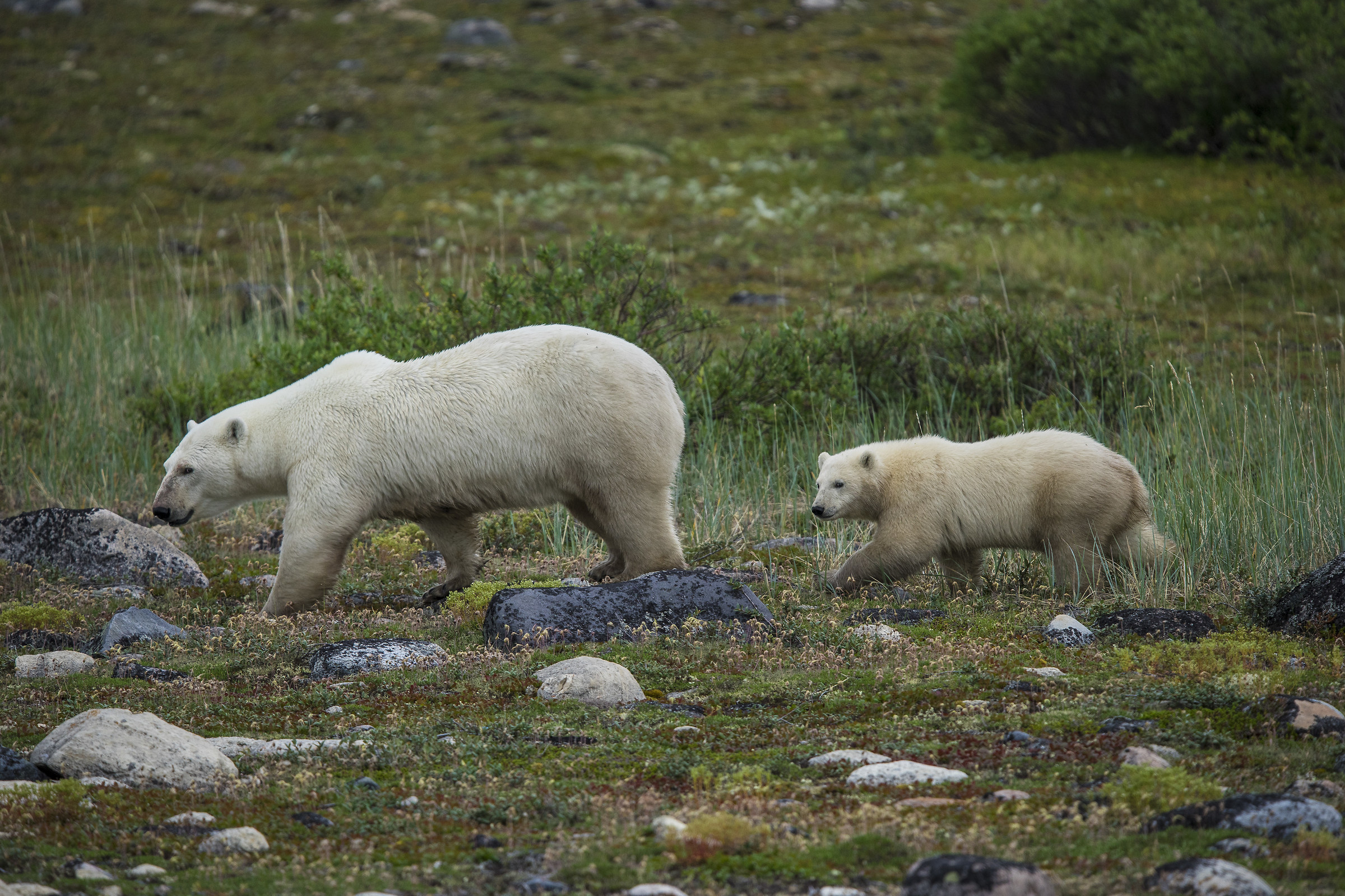 We will keep an eye on .. or polar bears in the summer fun