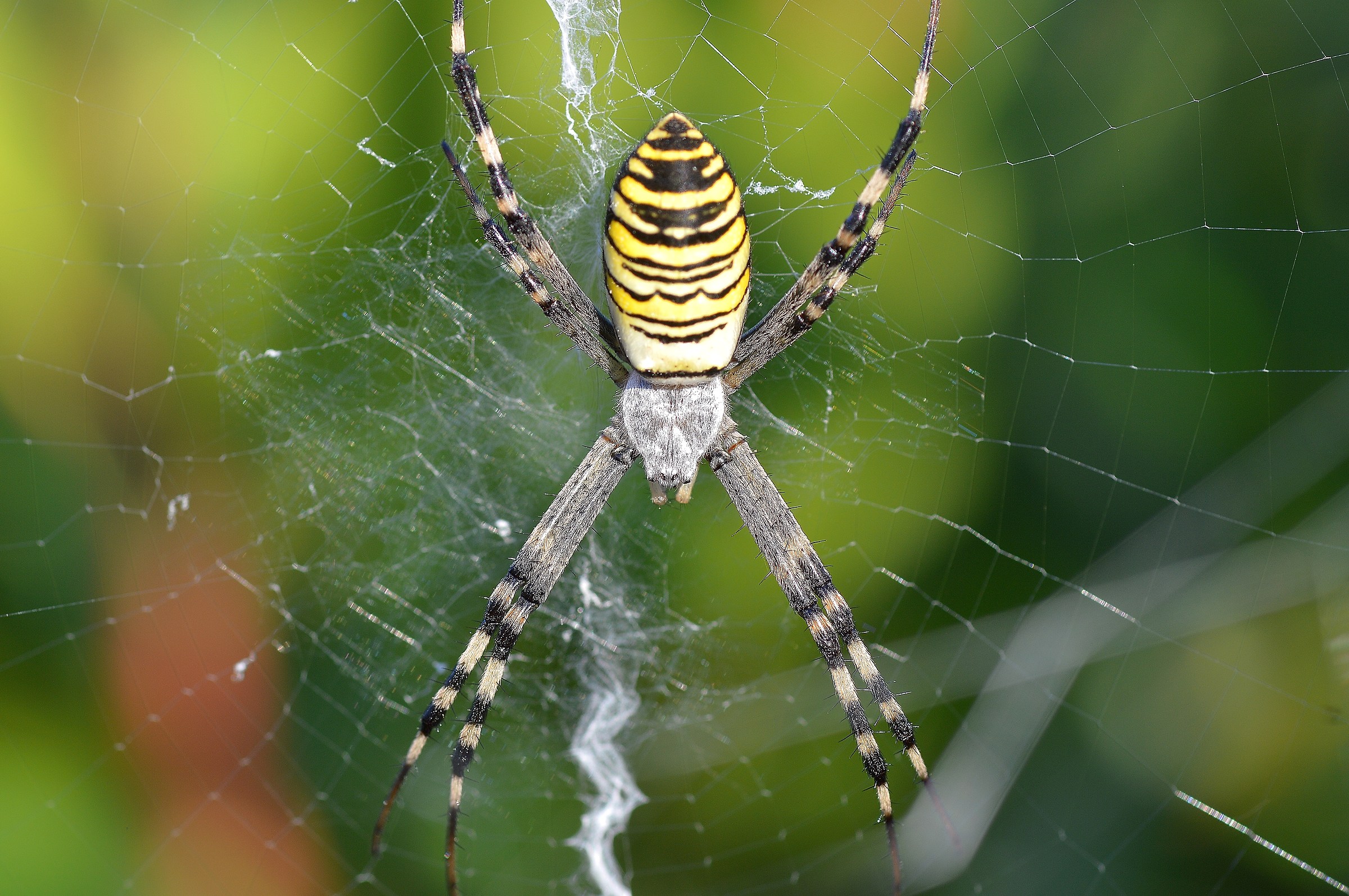 wasp spider