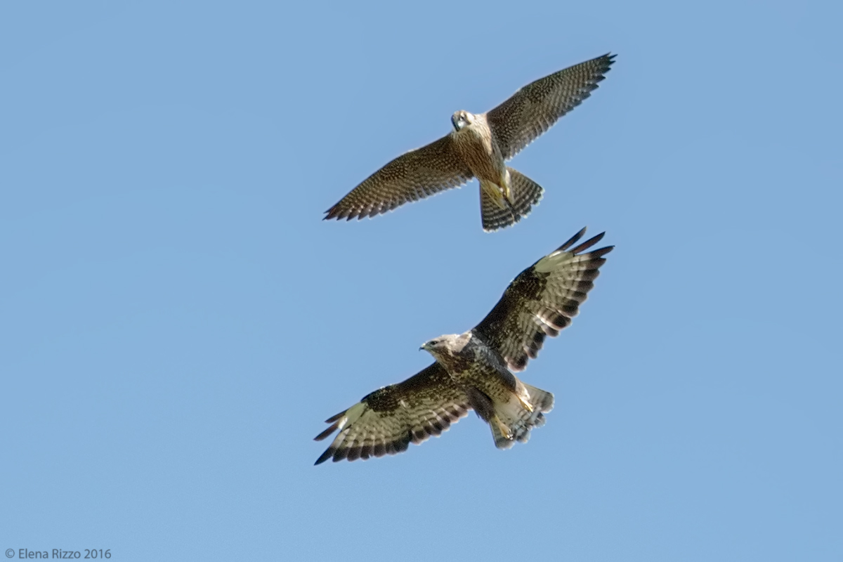 Pellegrino Vs. Poiana