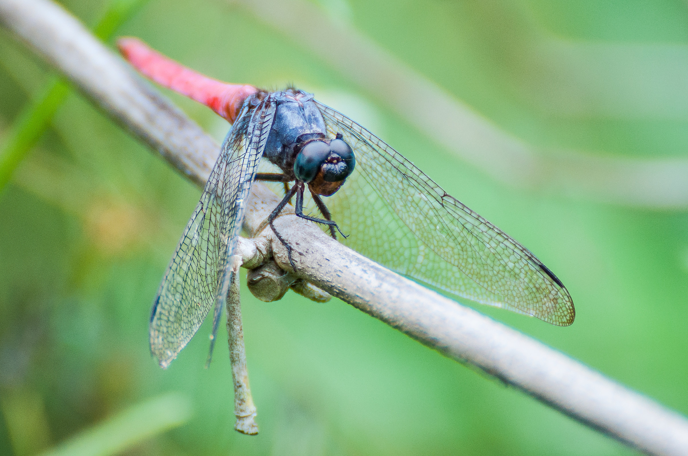 Libellula presso i laghi di Ba Bè, Vietnam