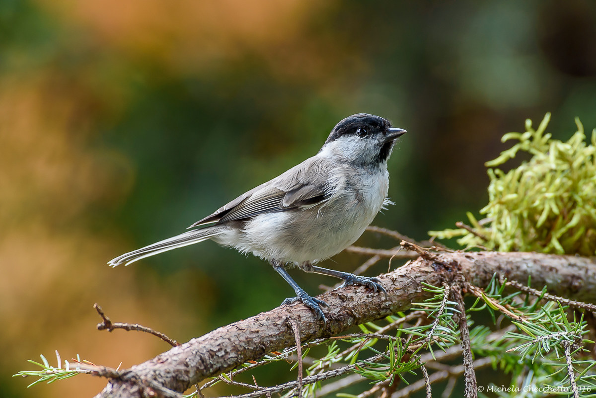 Willow Tit