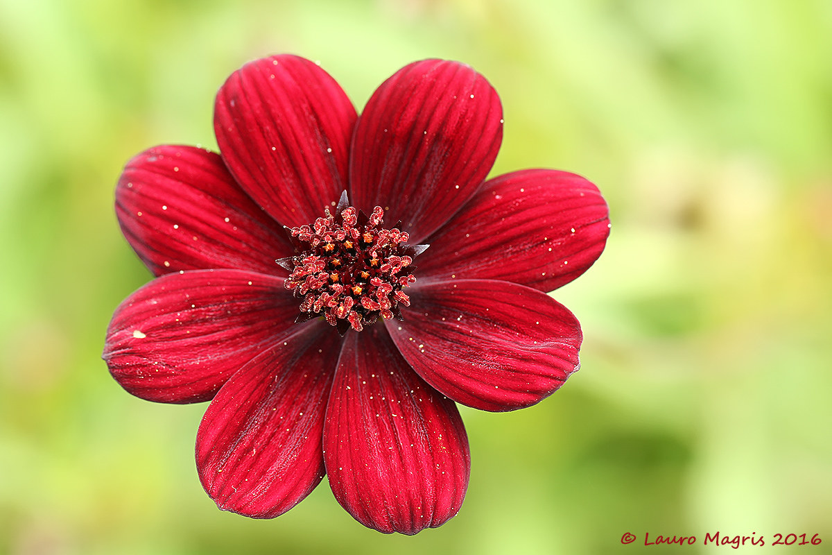 Vista aerea del fiore di cioccolato