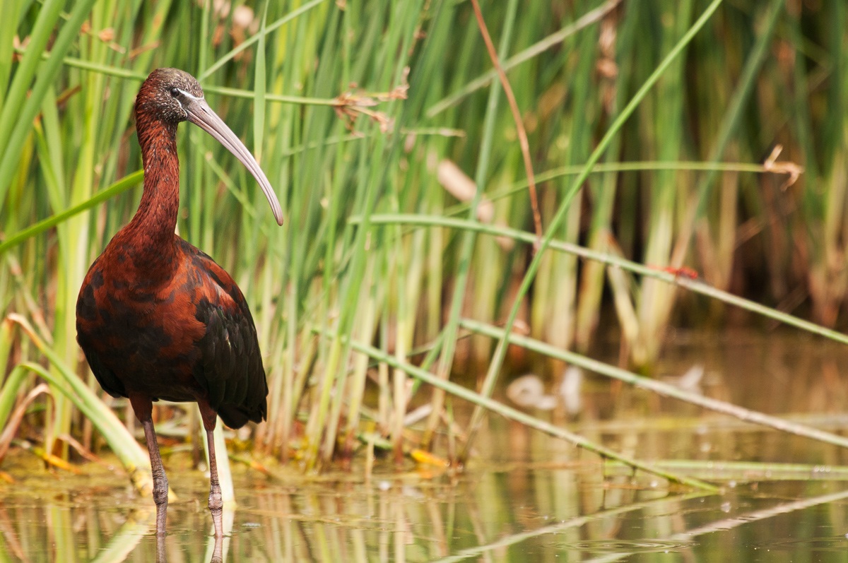 Mignattaio - Plegadis falcinellus