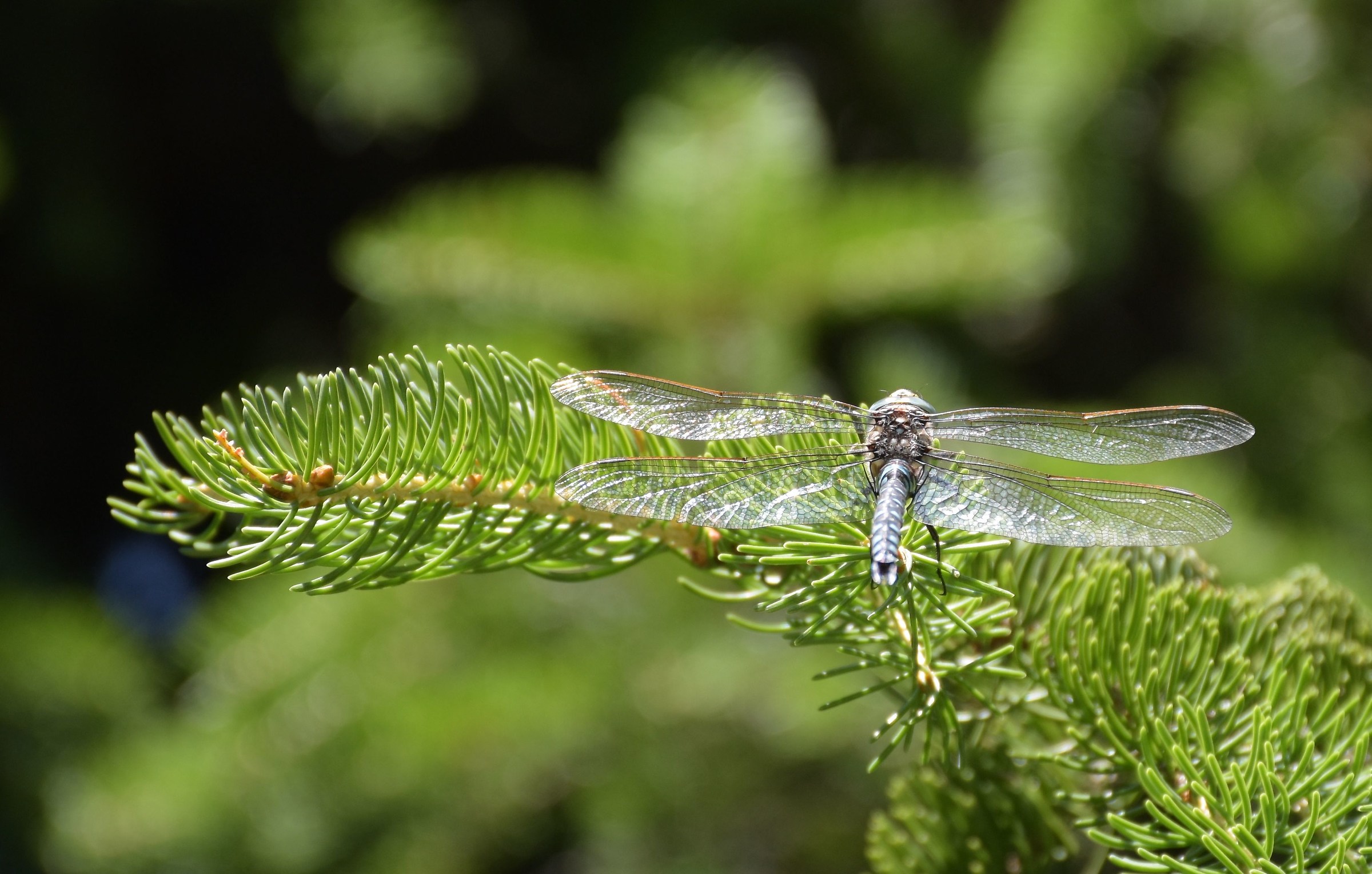 Dragonfly on pine Aterra