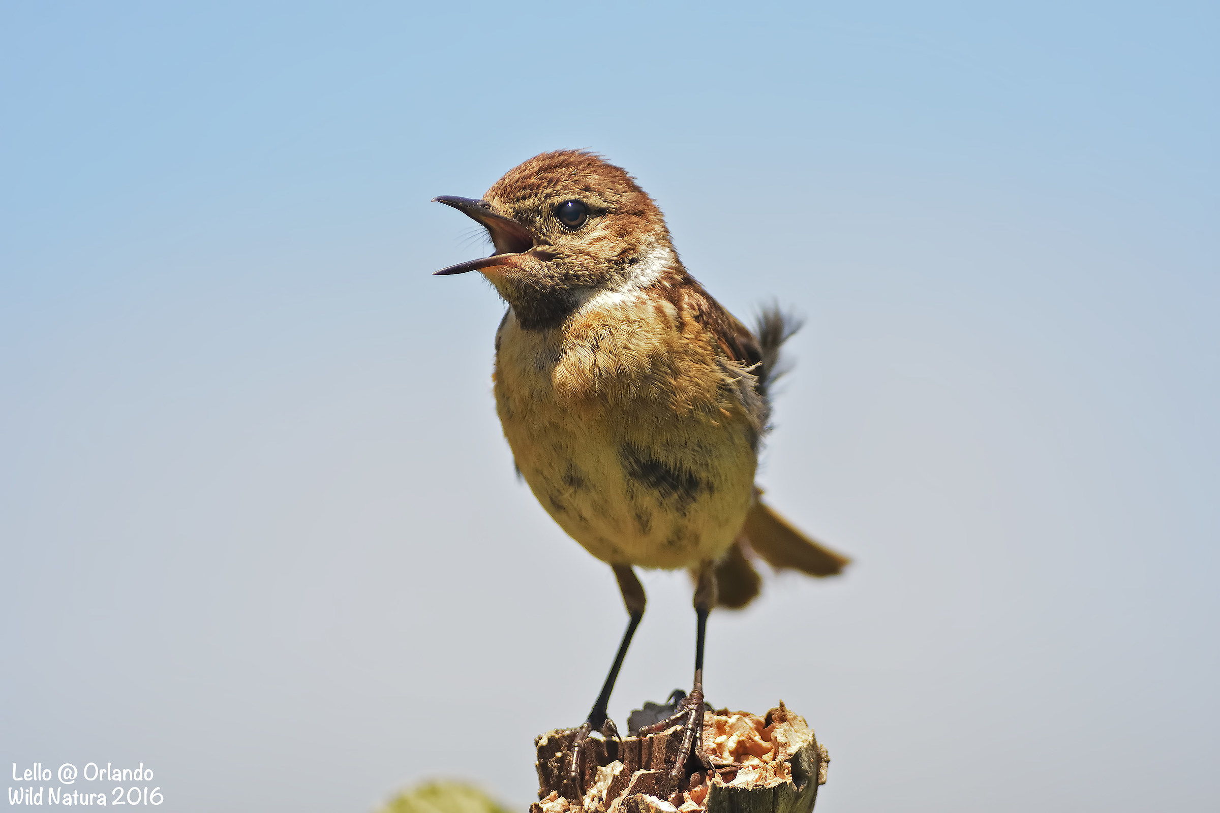 Stonechat!