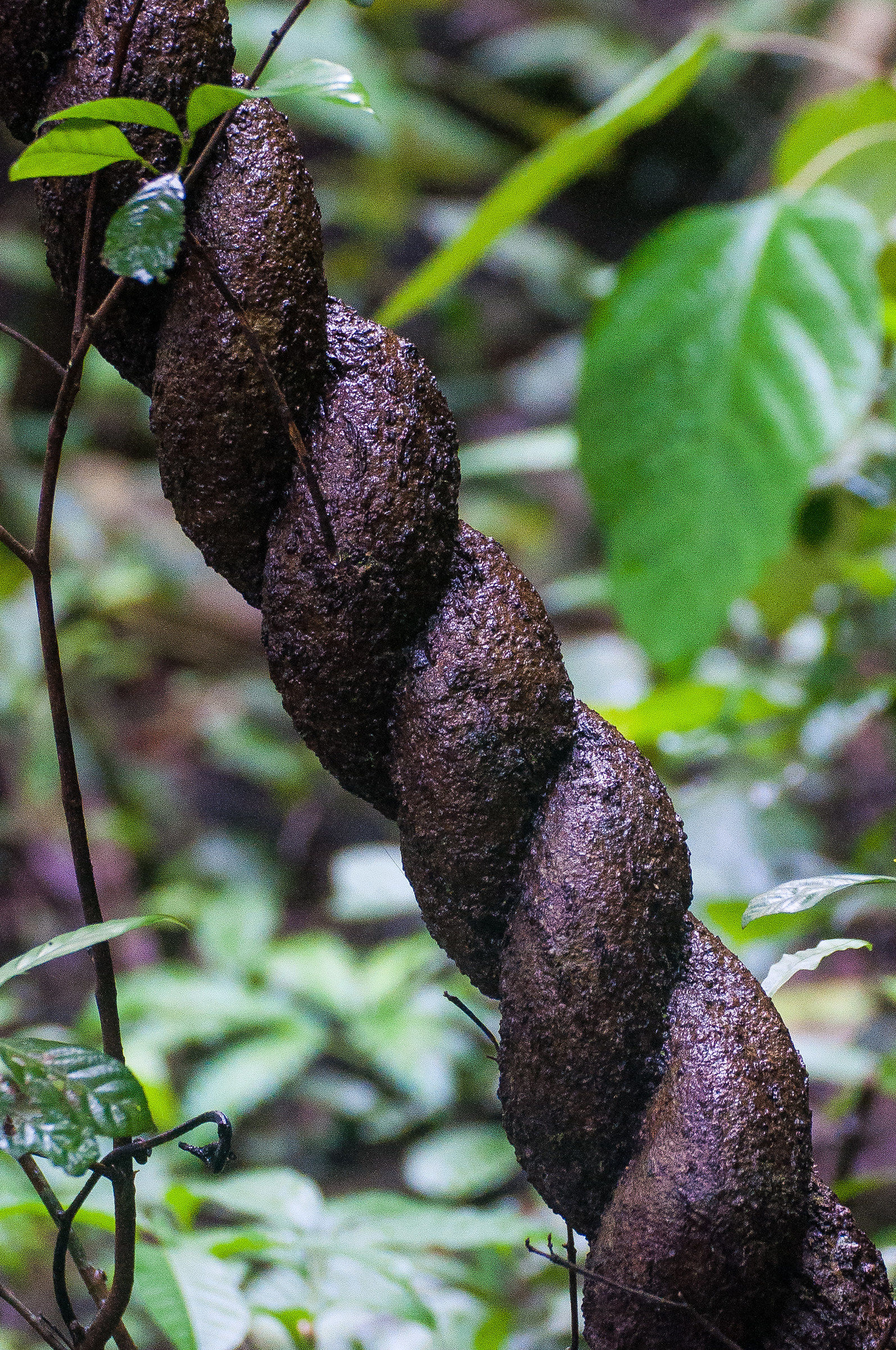 Cat Tien National Park, Vietnam
