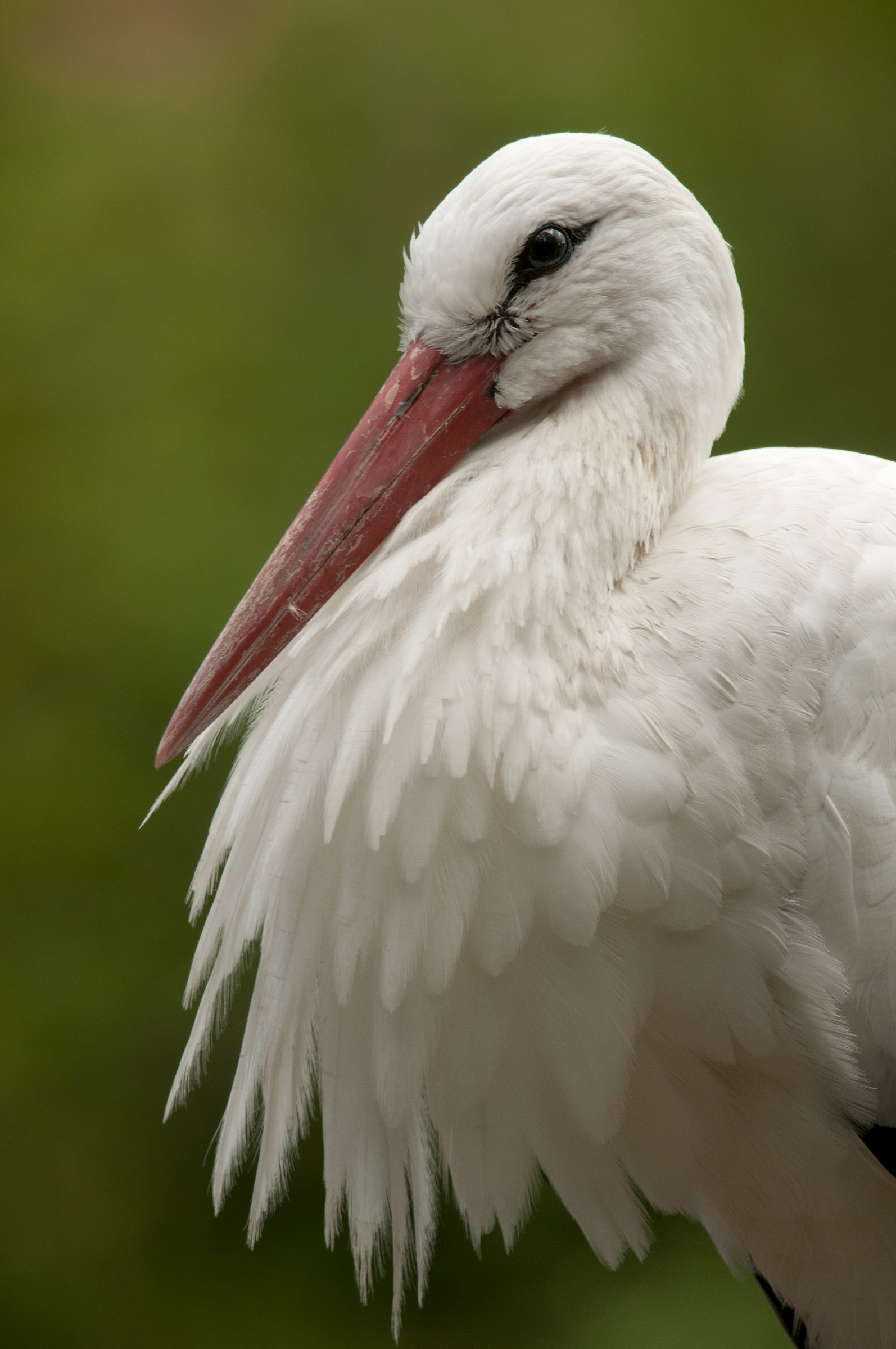 Stork
