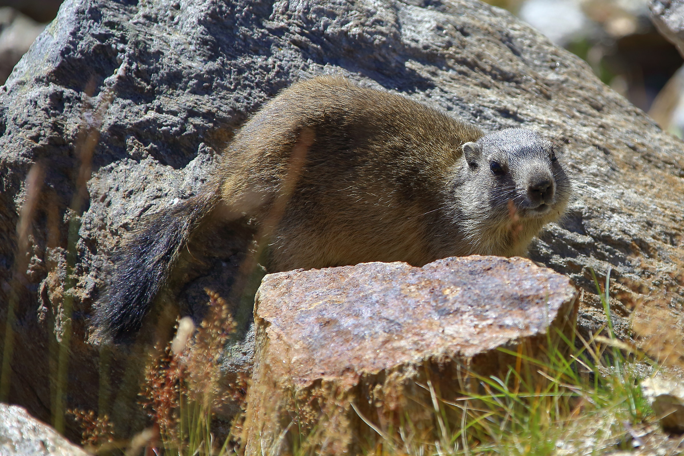 Marmot - Alpe di Villandro