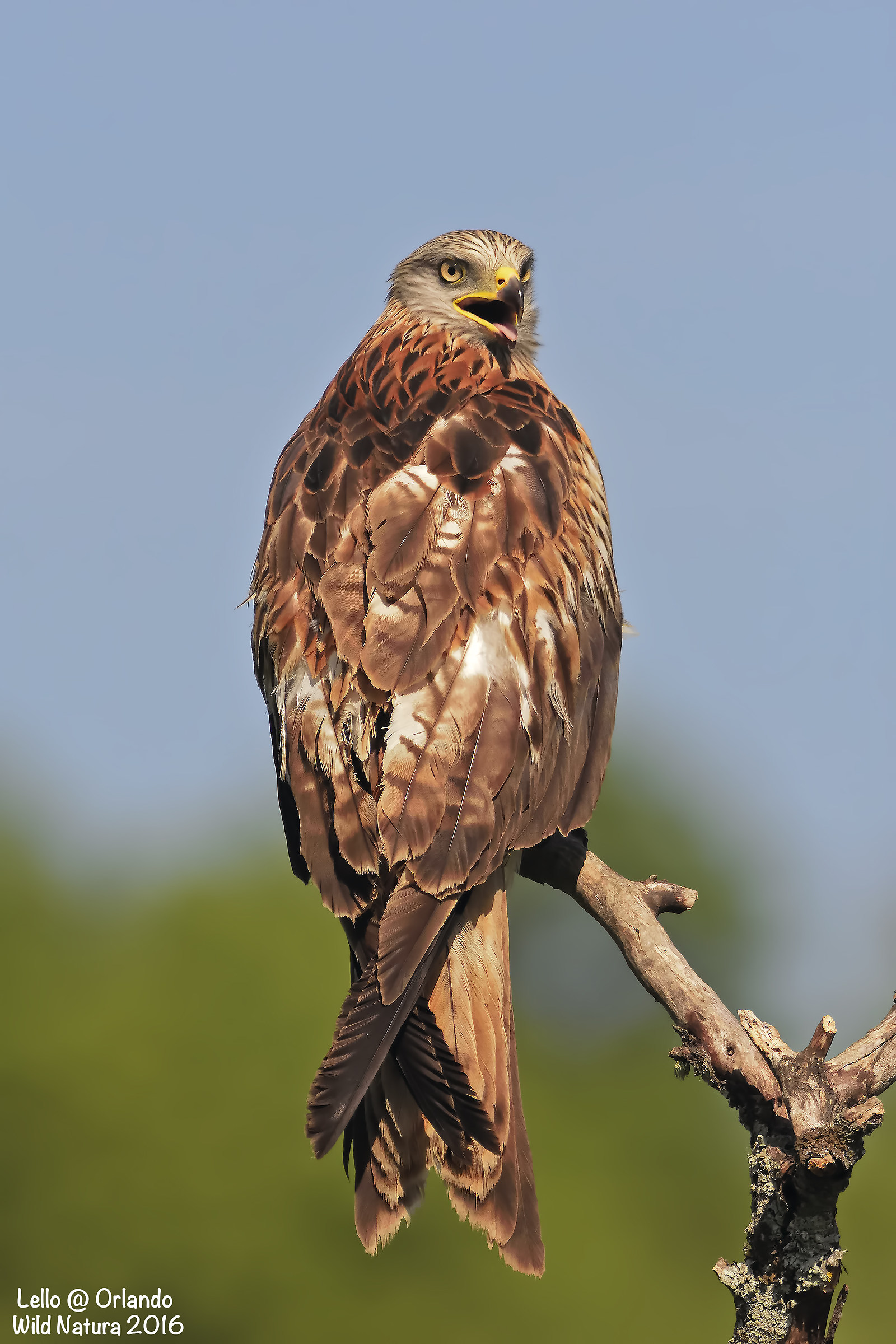 Red Kite in Posa !!!