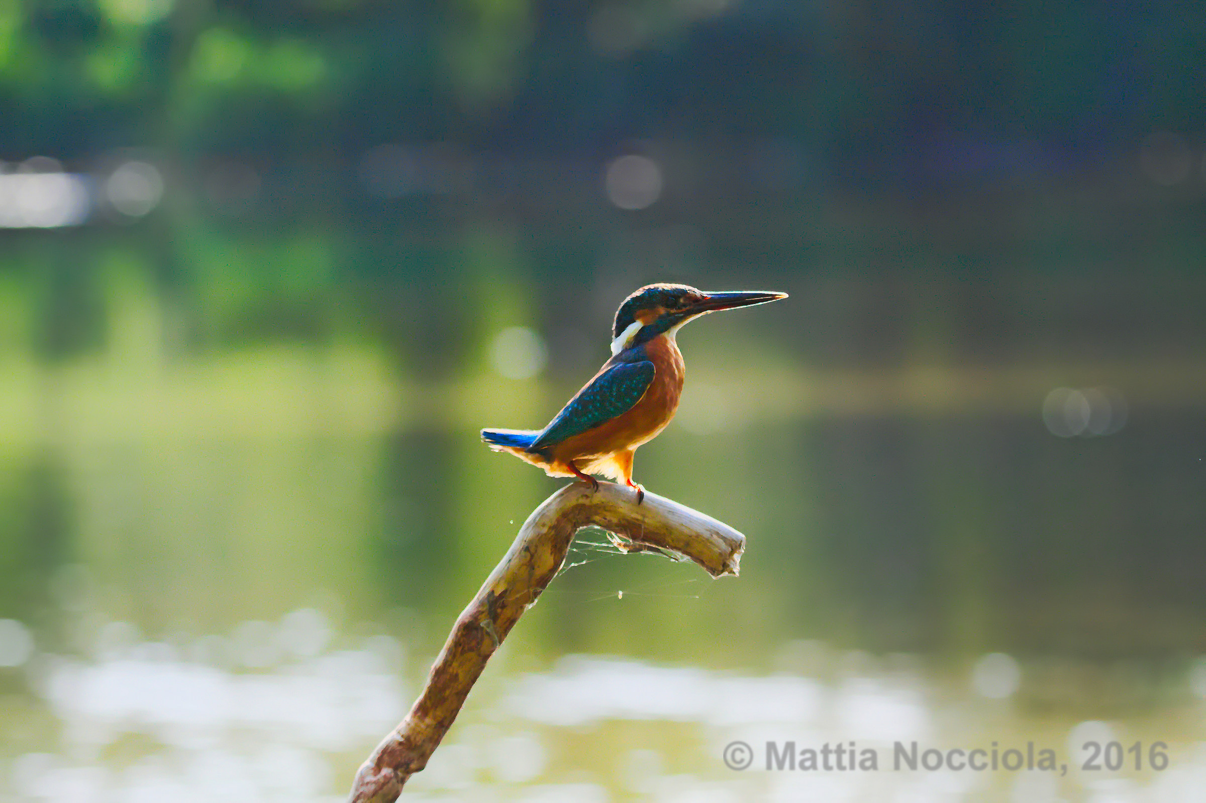 Alcedo atthis (Martin Pescatore)